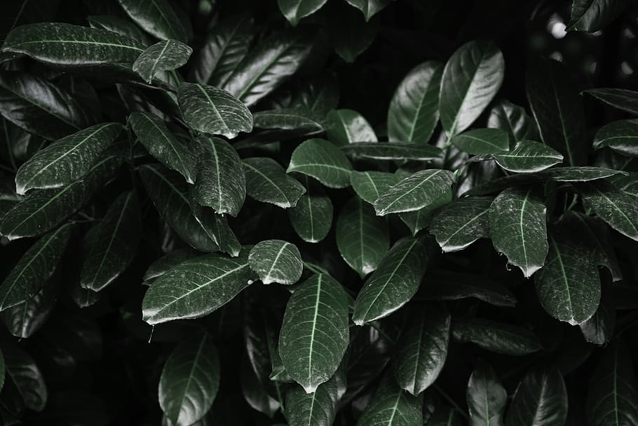 Hd Wallpaper Close Up Photo Of Leaves K Wallpaper Dark Green