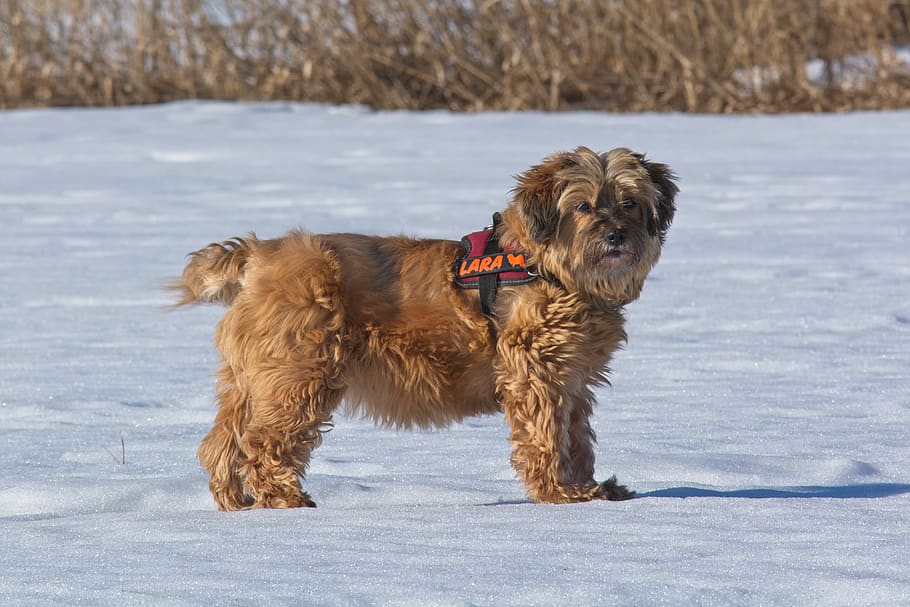 Tibetan terrier shaved