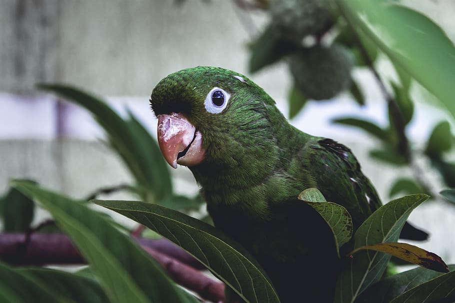 Hd Wallpaper Selective Focus Photography Of Green Parakeet Bird