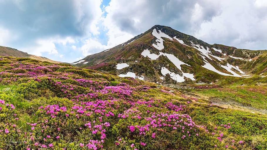 Цветы рододендроны в горах фото