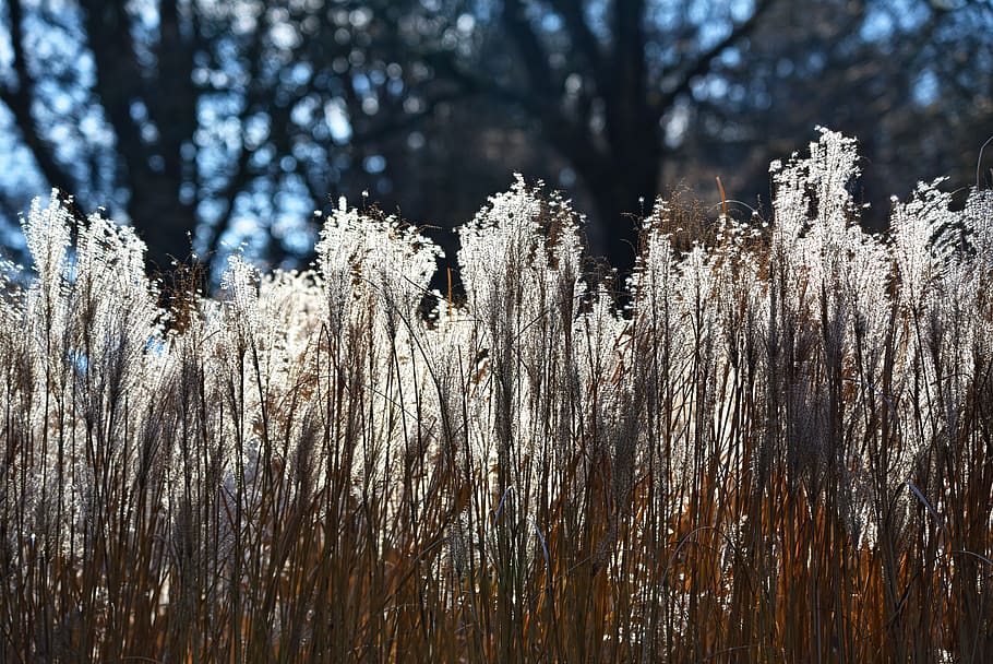 HD Wallpaper Pampas Grass Plant Flower Plume Fluffy Soft Garden