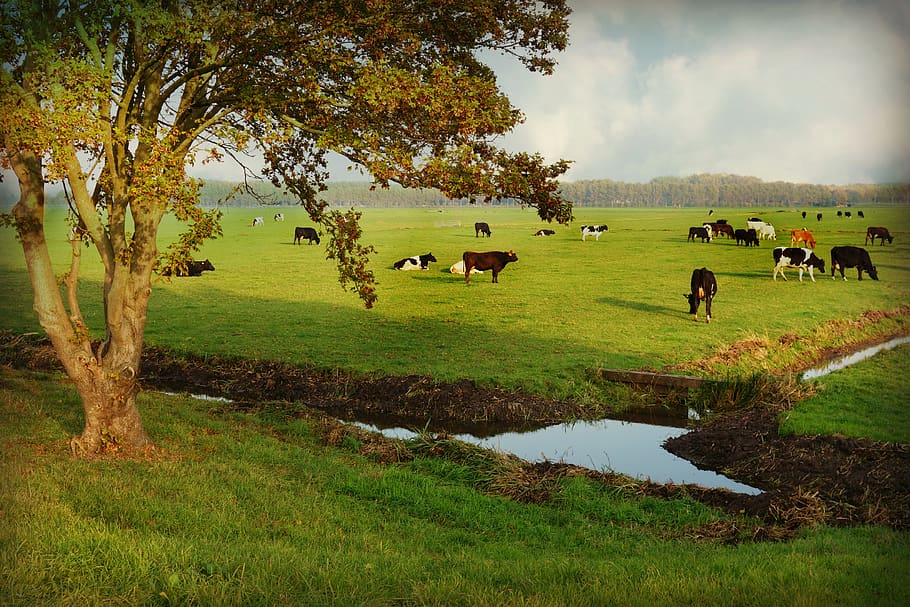 HD Wallpaper Countryside Rural Cattle Pasture Tree Ditch