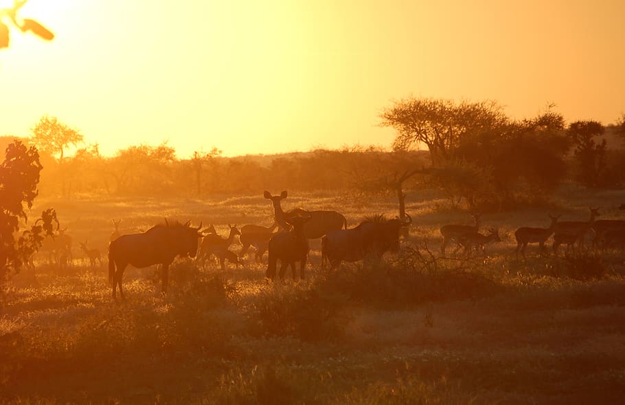 Online Crop HD Wallpaper Botswana Tuli Wilderness Impala Wildlife