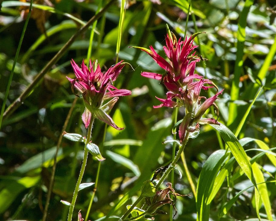 HD Wallpaper Indian Paintbrush Wildflower Prairie Fire Blossom