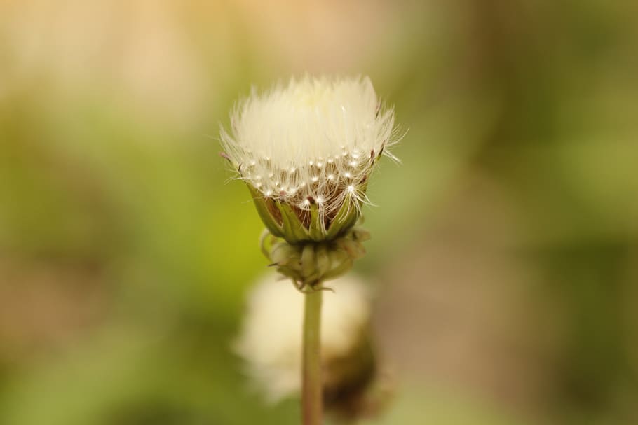 HD Wallpaper Dandelion Bud Furry Plant Flower Nature Summer Air