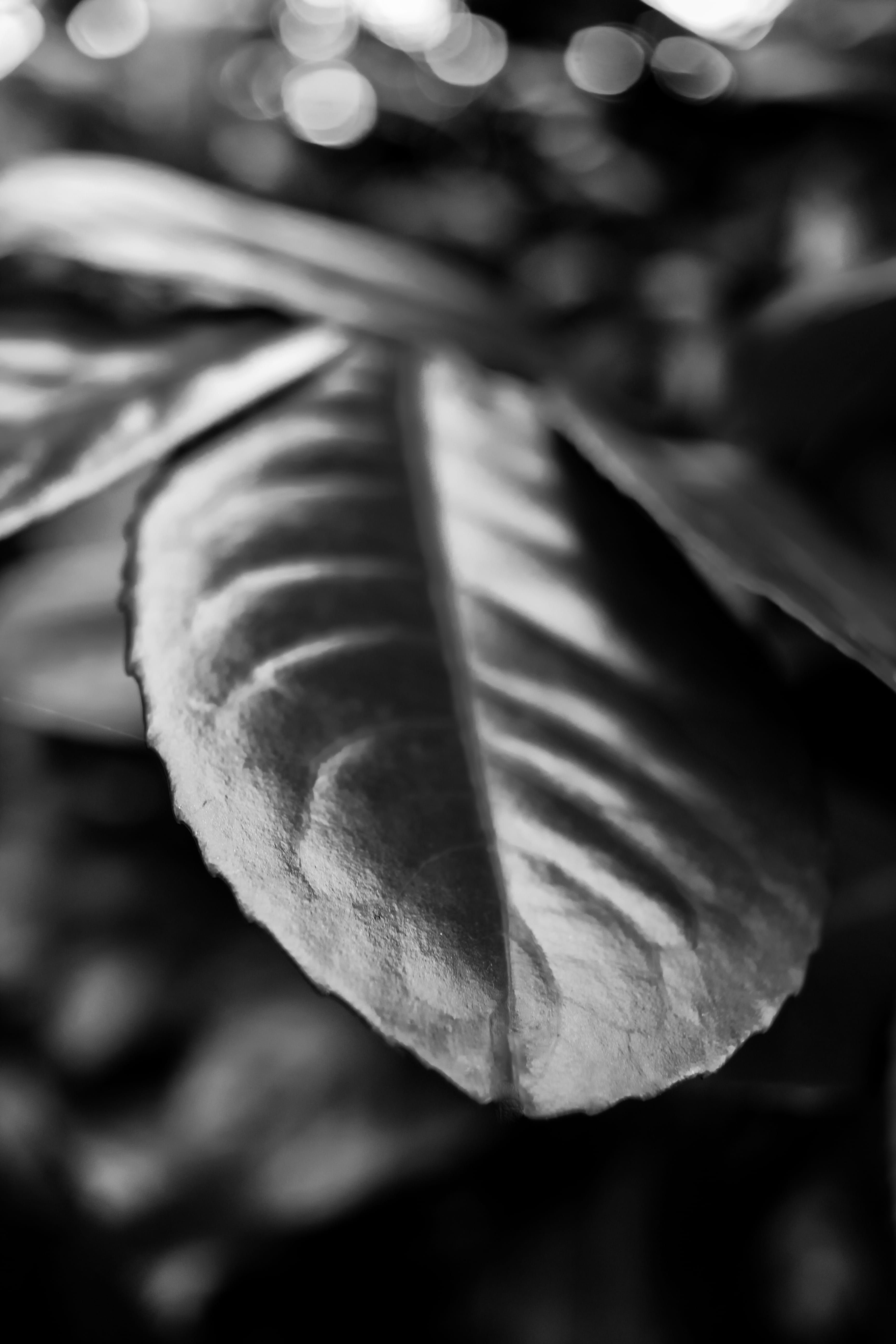 leaf, tree, forest, close-up, no people, focus on foreground