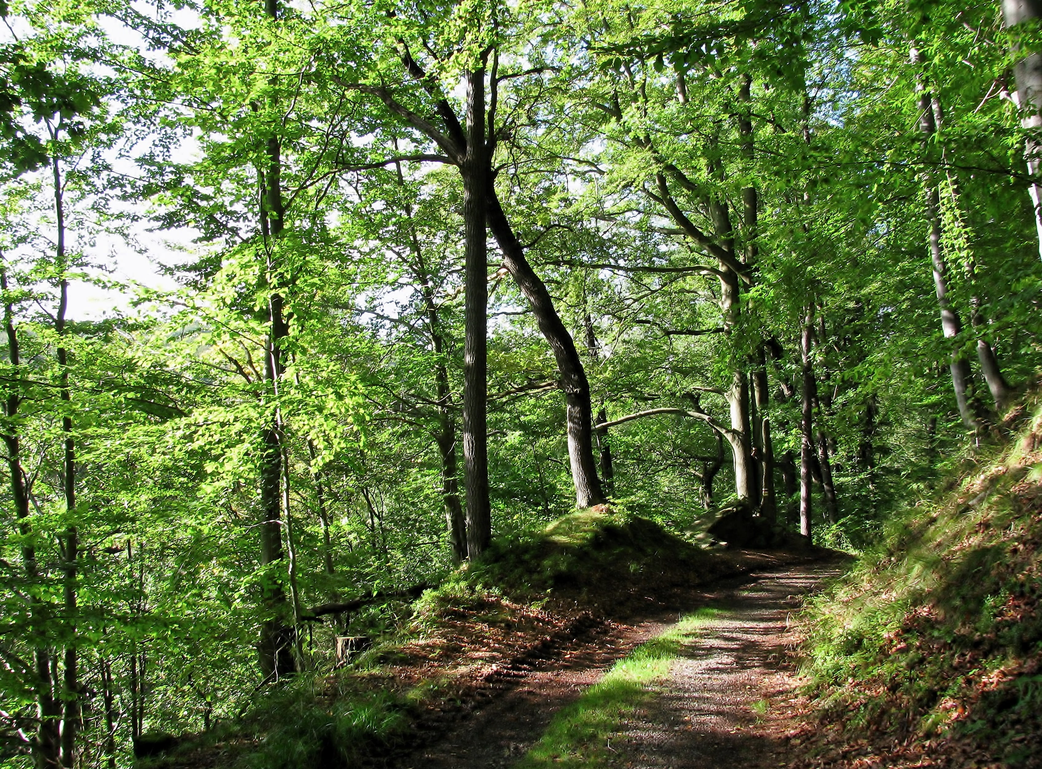 forest, autumn, trees, forest path, sunlight, plant, land, tranquility