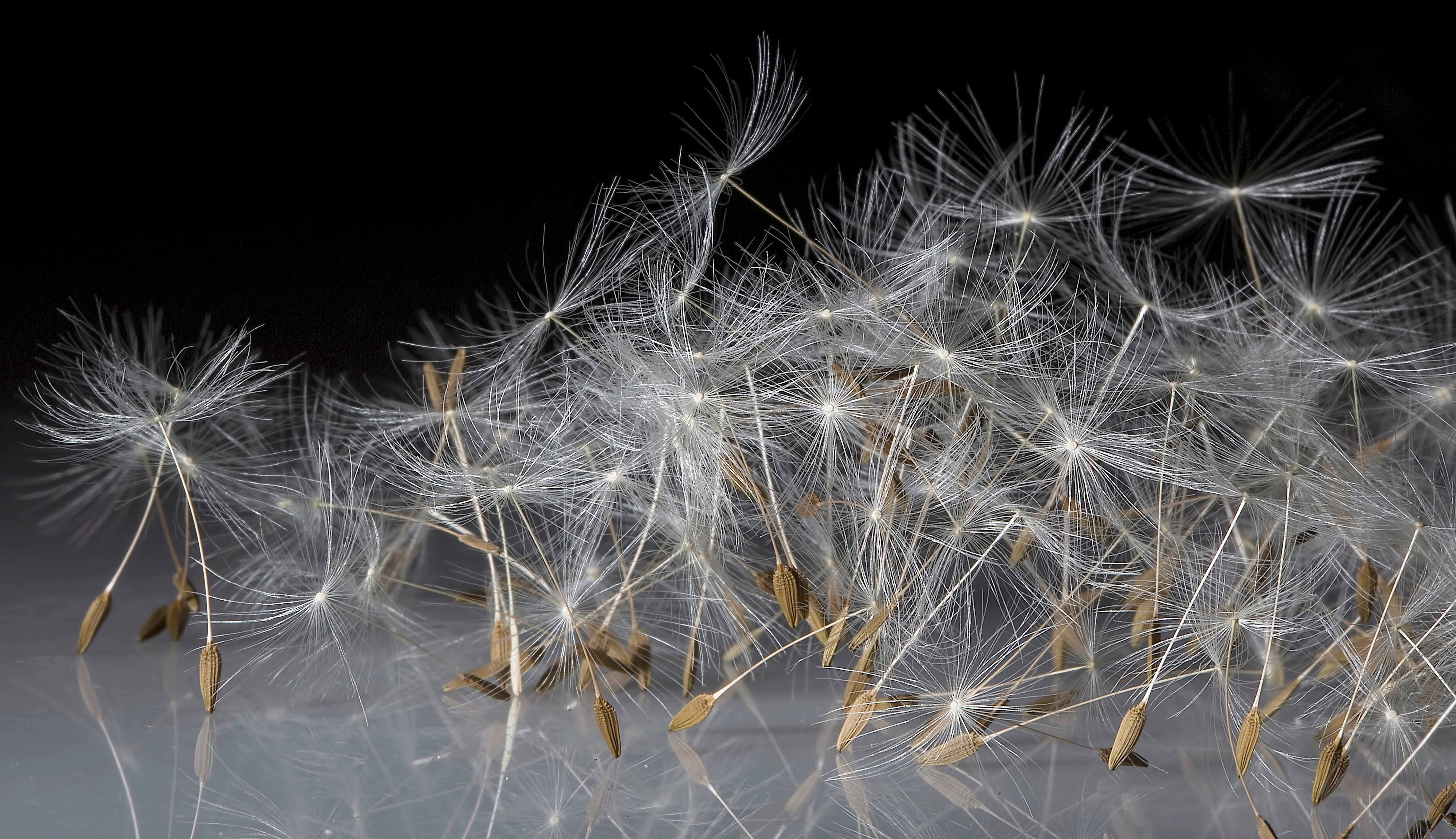 light, textures, dandelion, flower, plant, genus, floret, dancing