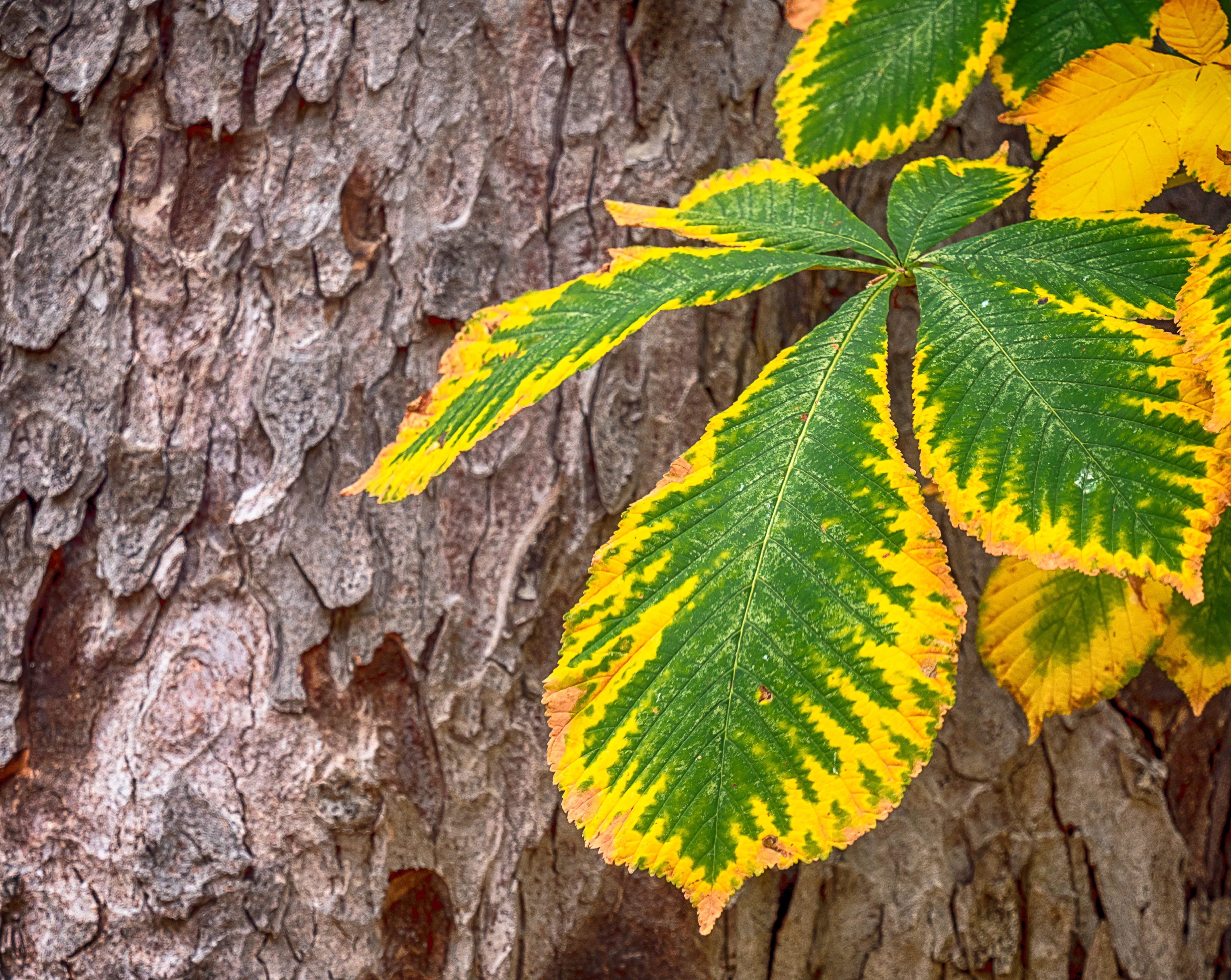 leaf, tree, trunk, leaves, green, forest, trees, landscape