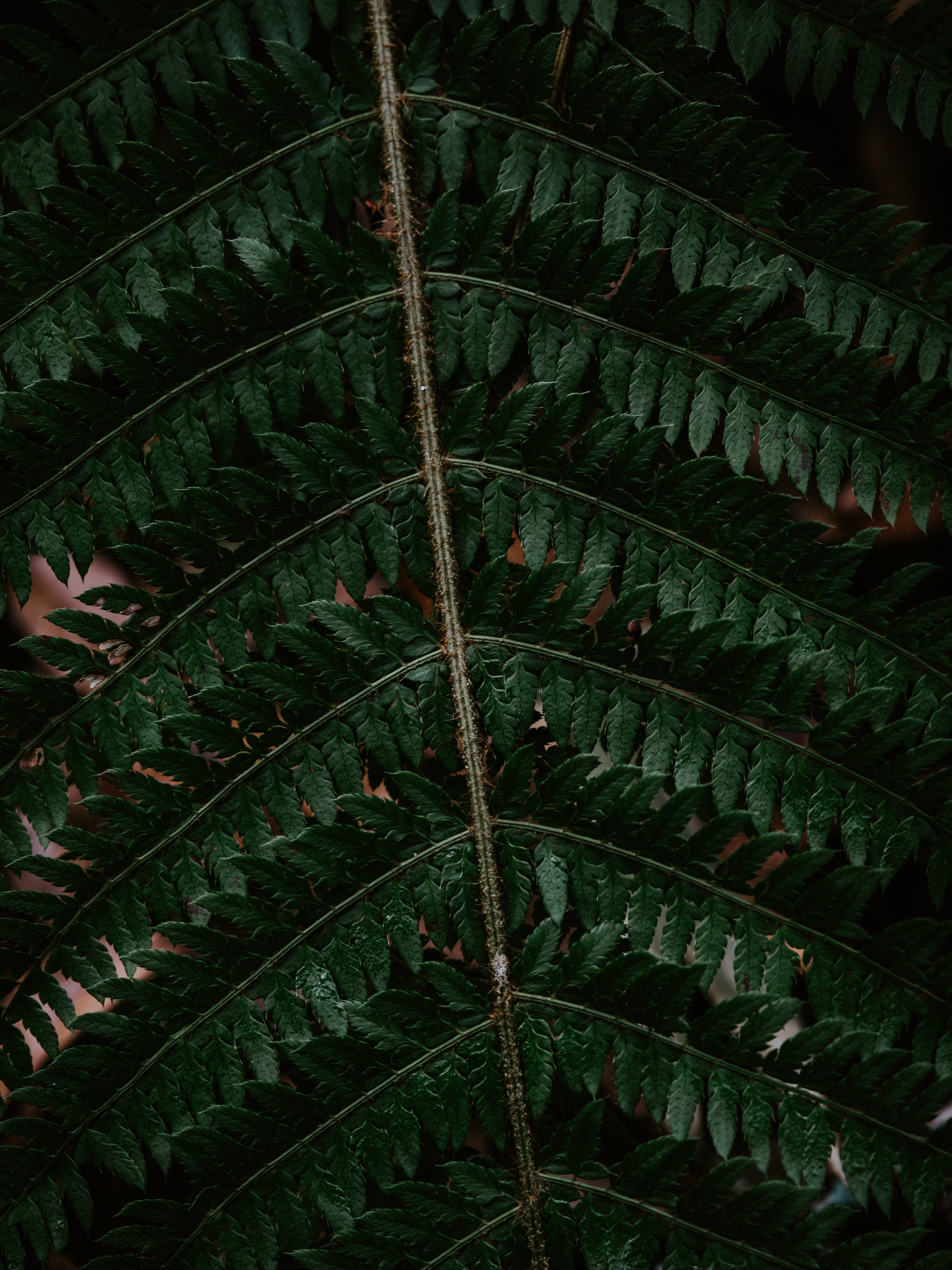 green leafy tree branch, plant, fern, pattern, veins, fractal