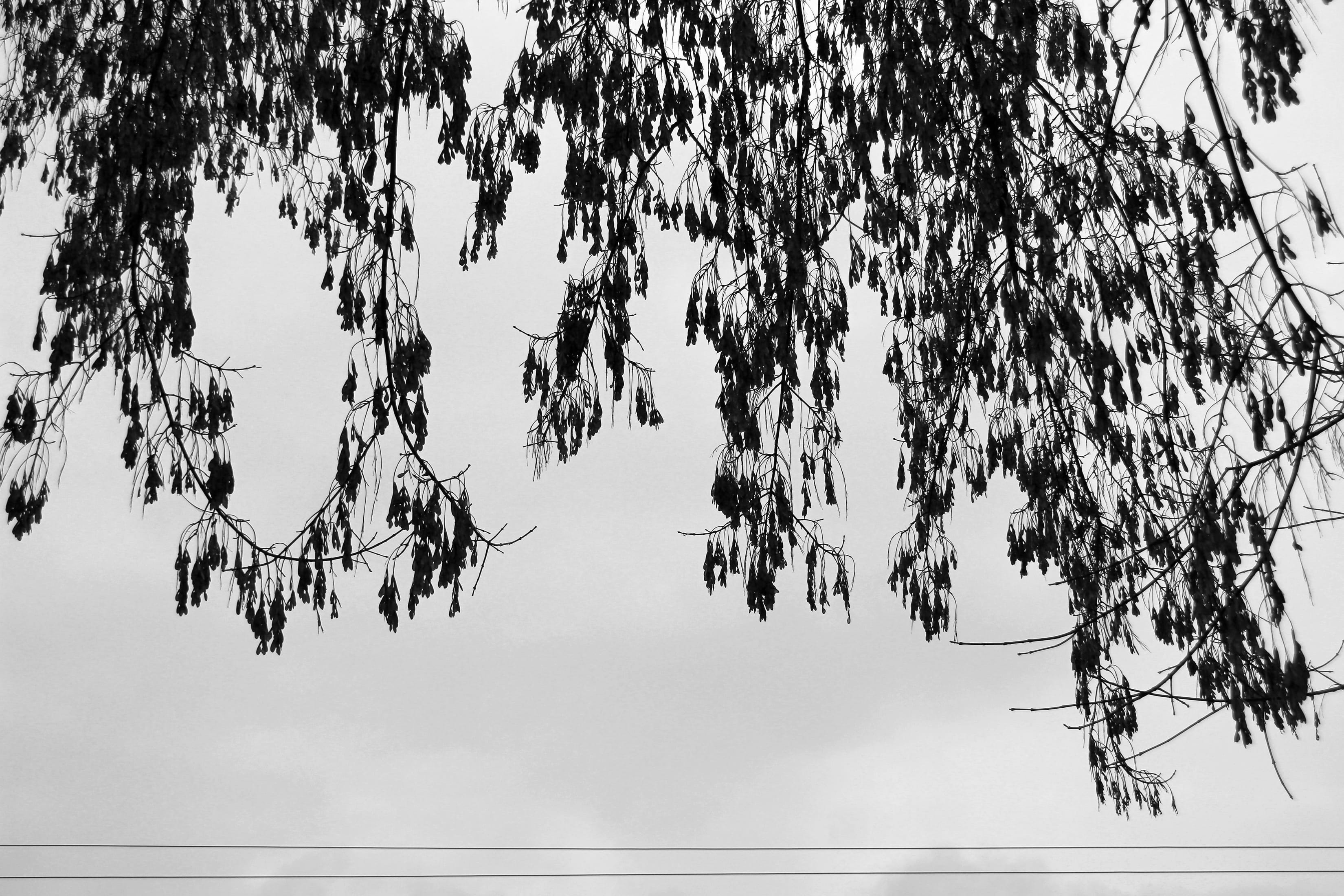 white, black, tree, background, leaf, forest, outdoors, sky