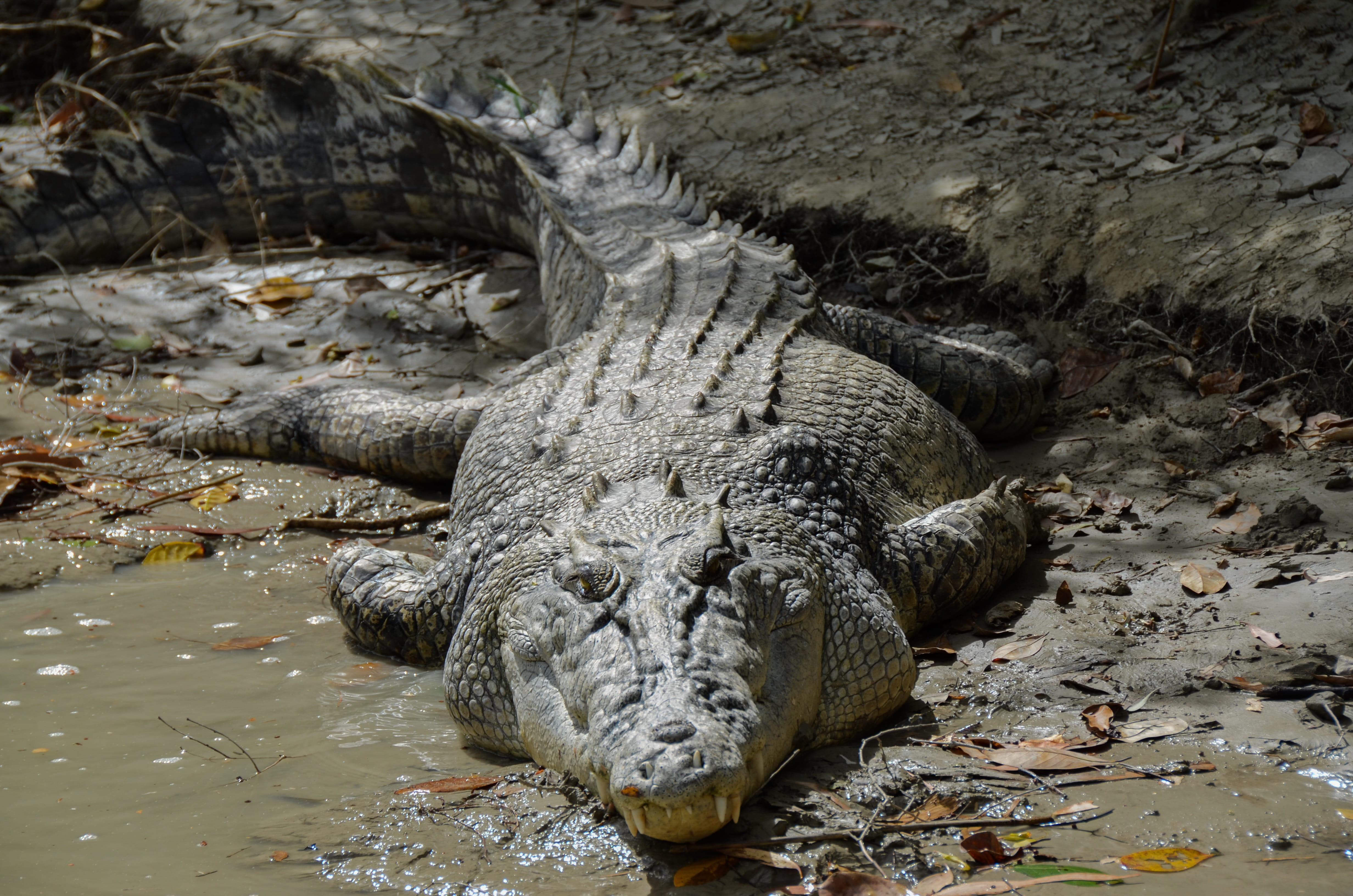 saltwater crocodile, estuarine, ginga, reptile, carnivorous