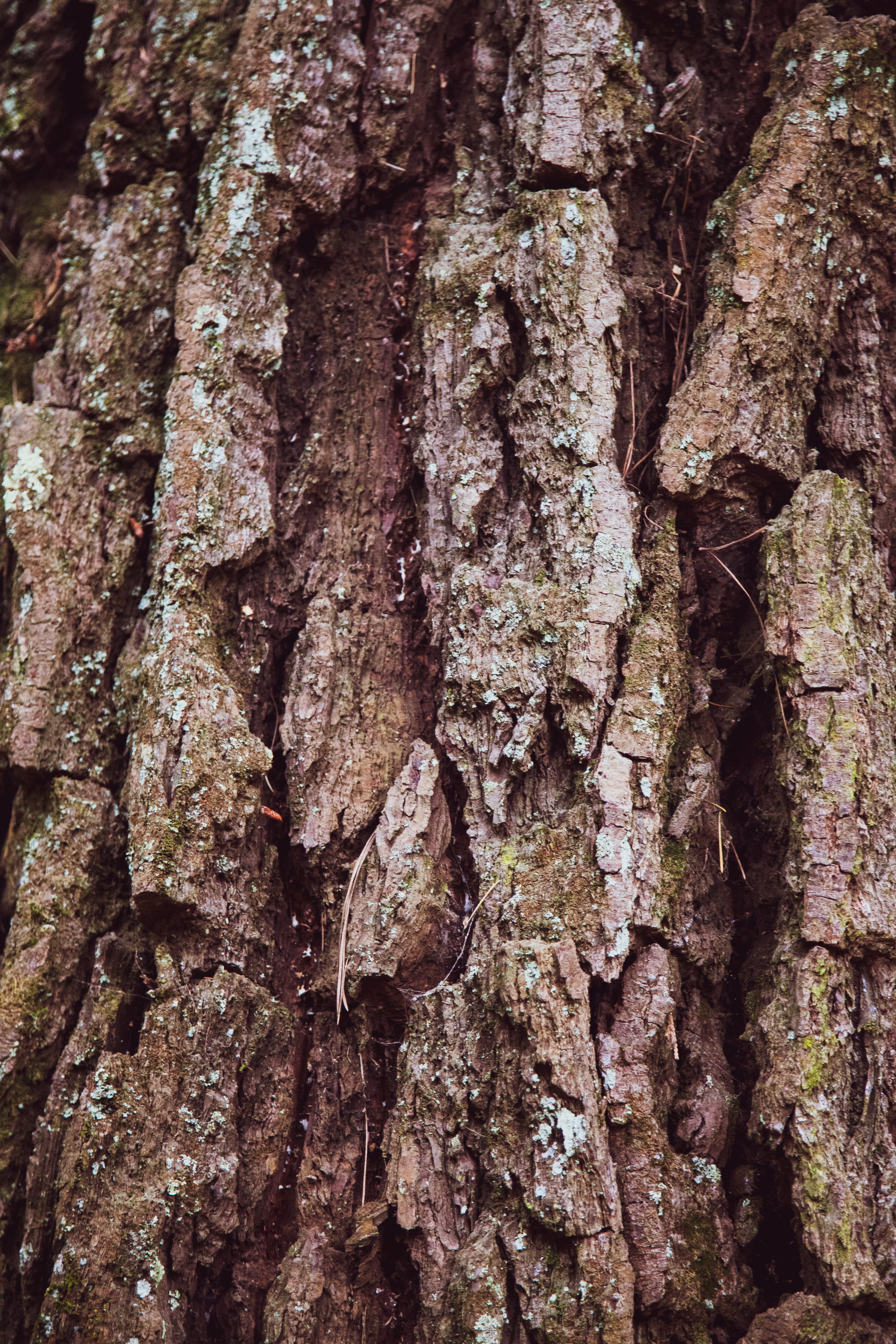 wood trunk, tree trunk, textured, backgrounds, full frame, rough