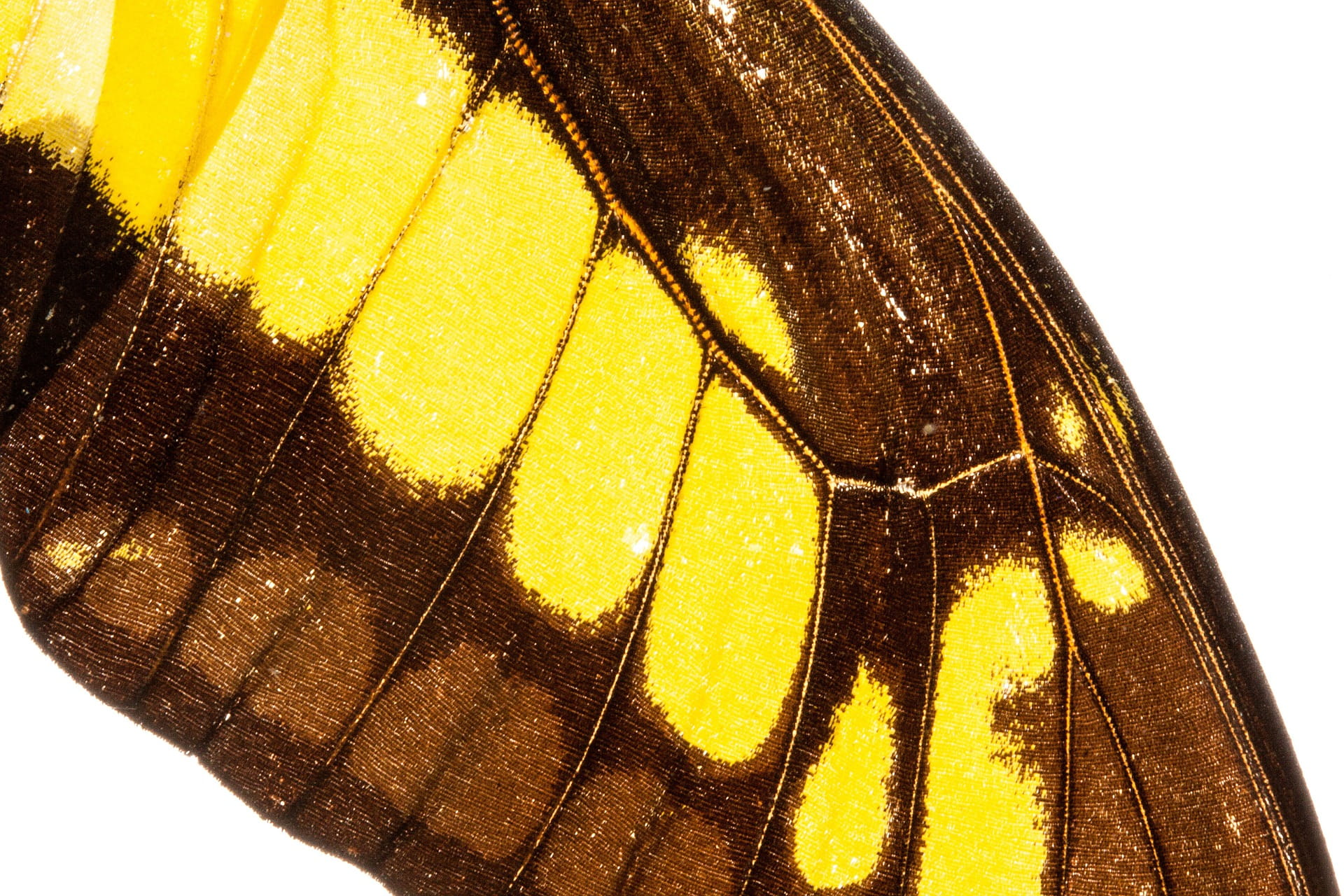 butterfly, pattern, texture, design, insect, wild, nature, animal
