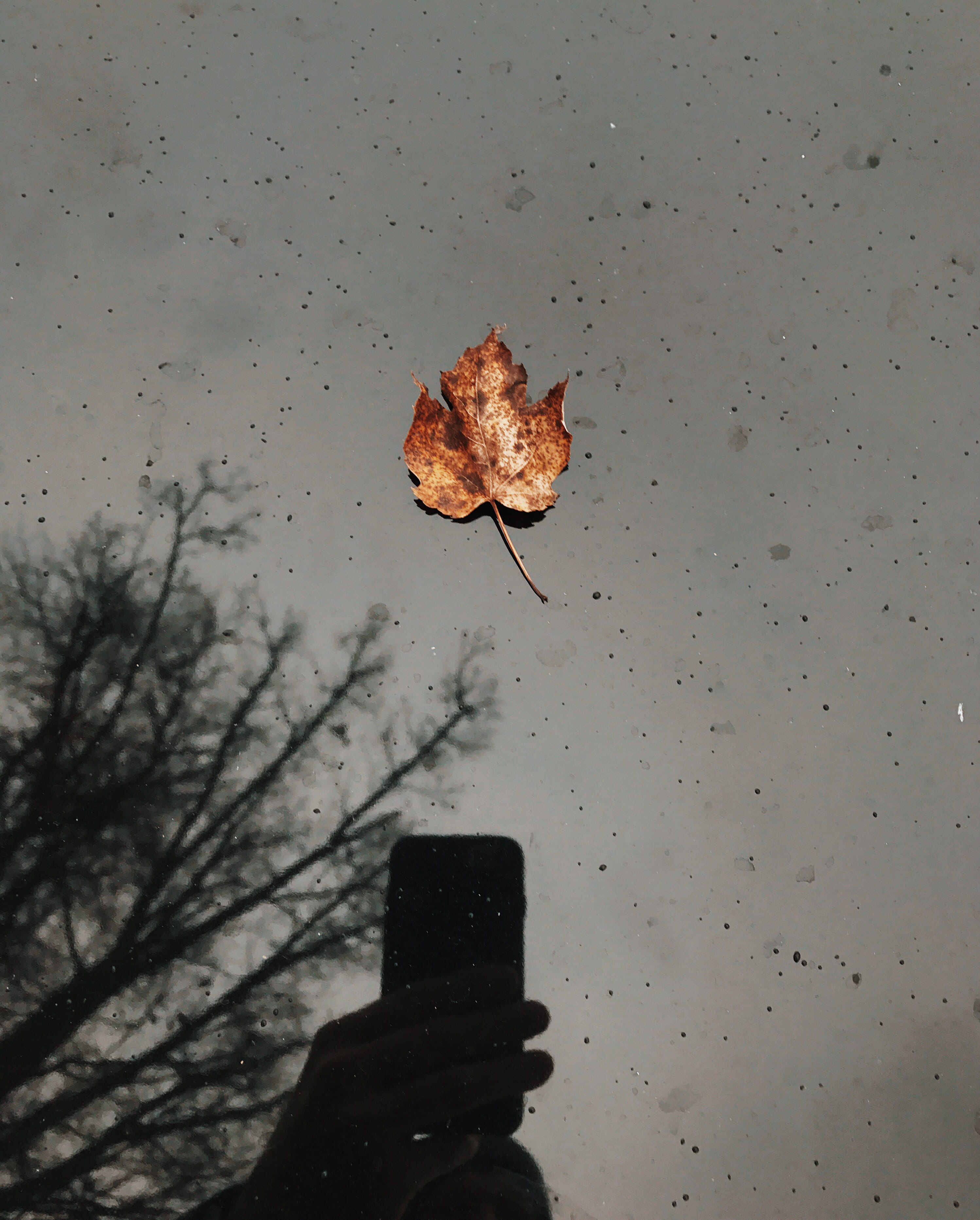 leaf, fall, autumn, rain, reflection, iphone, trees, mirror