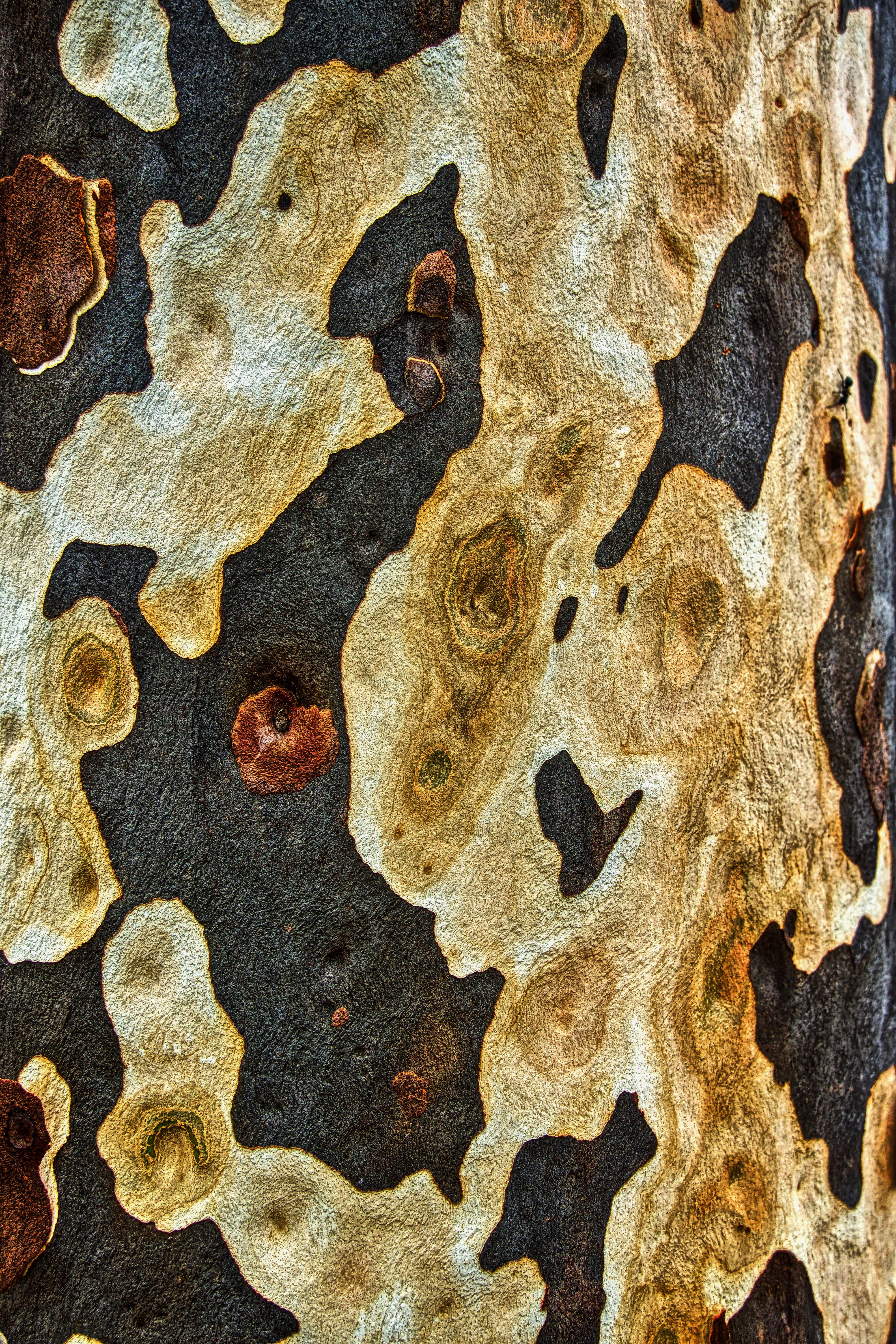 bark, pattern, trunk, surface, grain, woods, material, natural