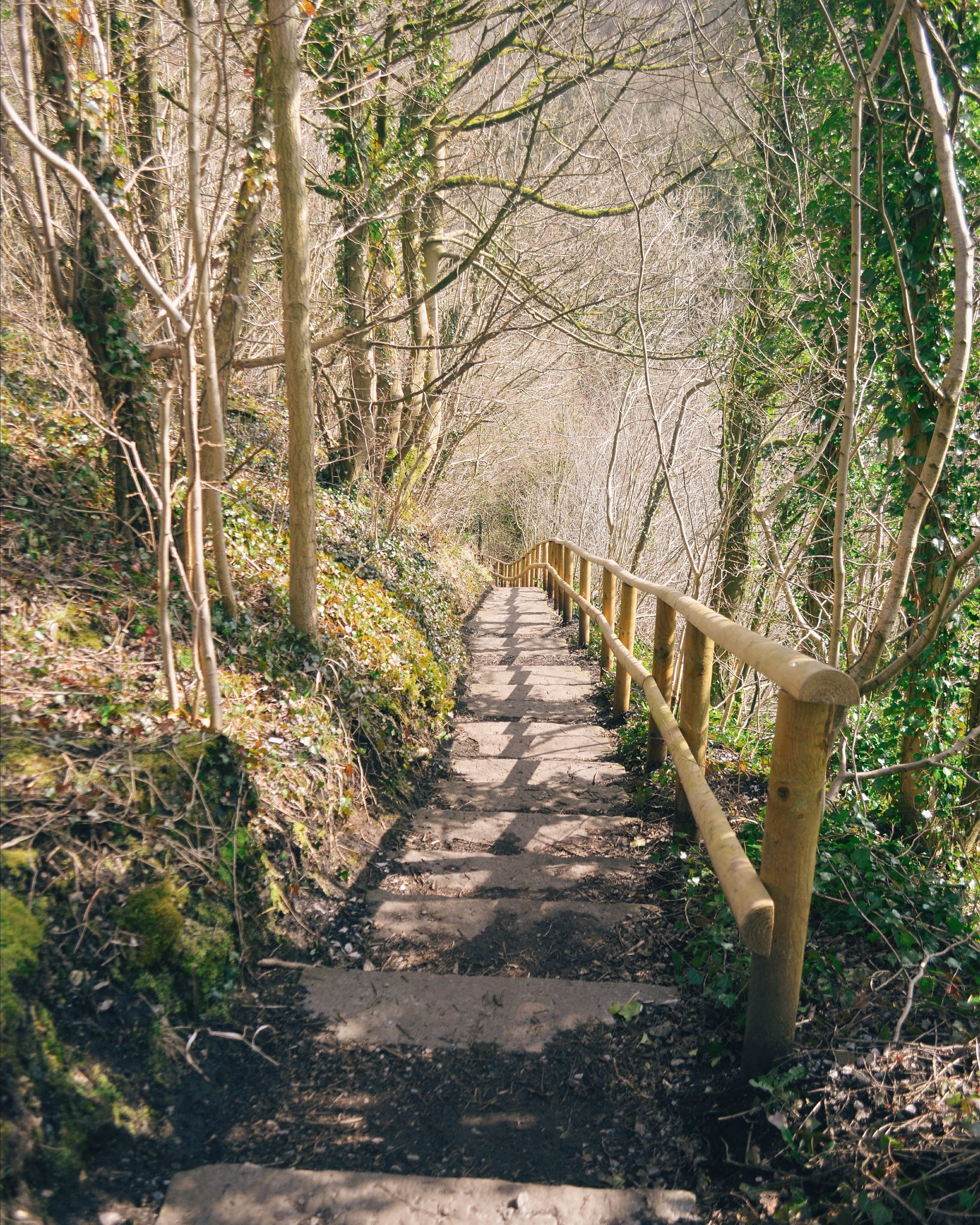 peak, district, forest, trees, path, trail, trails, uk, britain