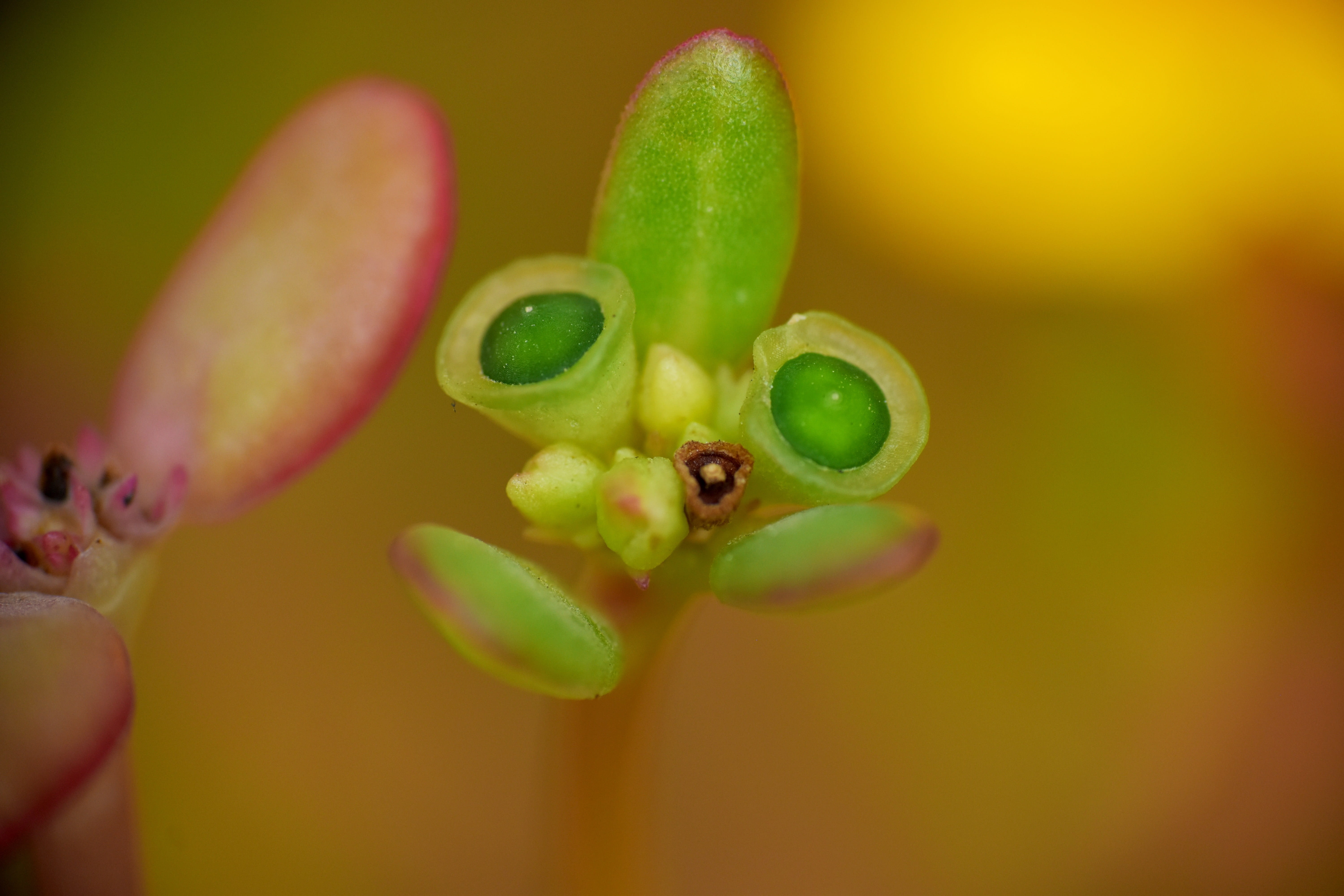 budding leaf, budding shoot, buds, nature, macro, close-up