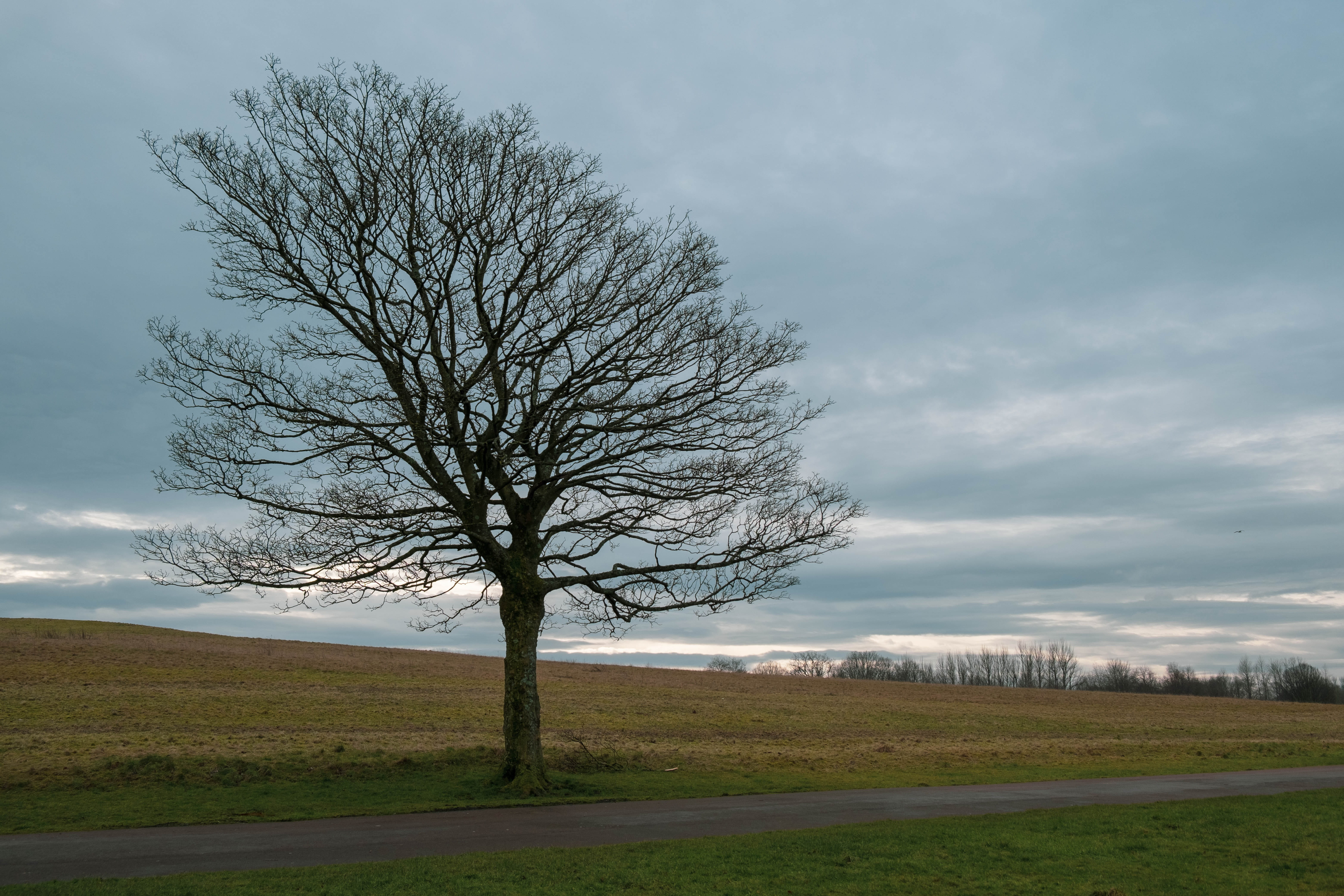 winter, tree, path, nature, landscape, wintry, sky, outdoors