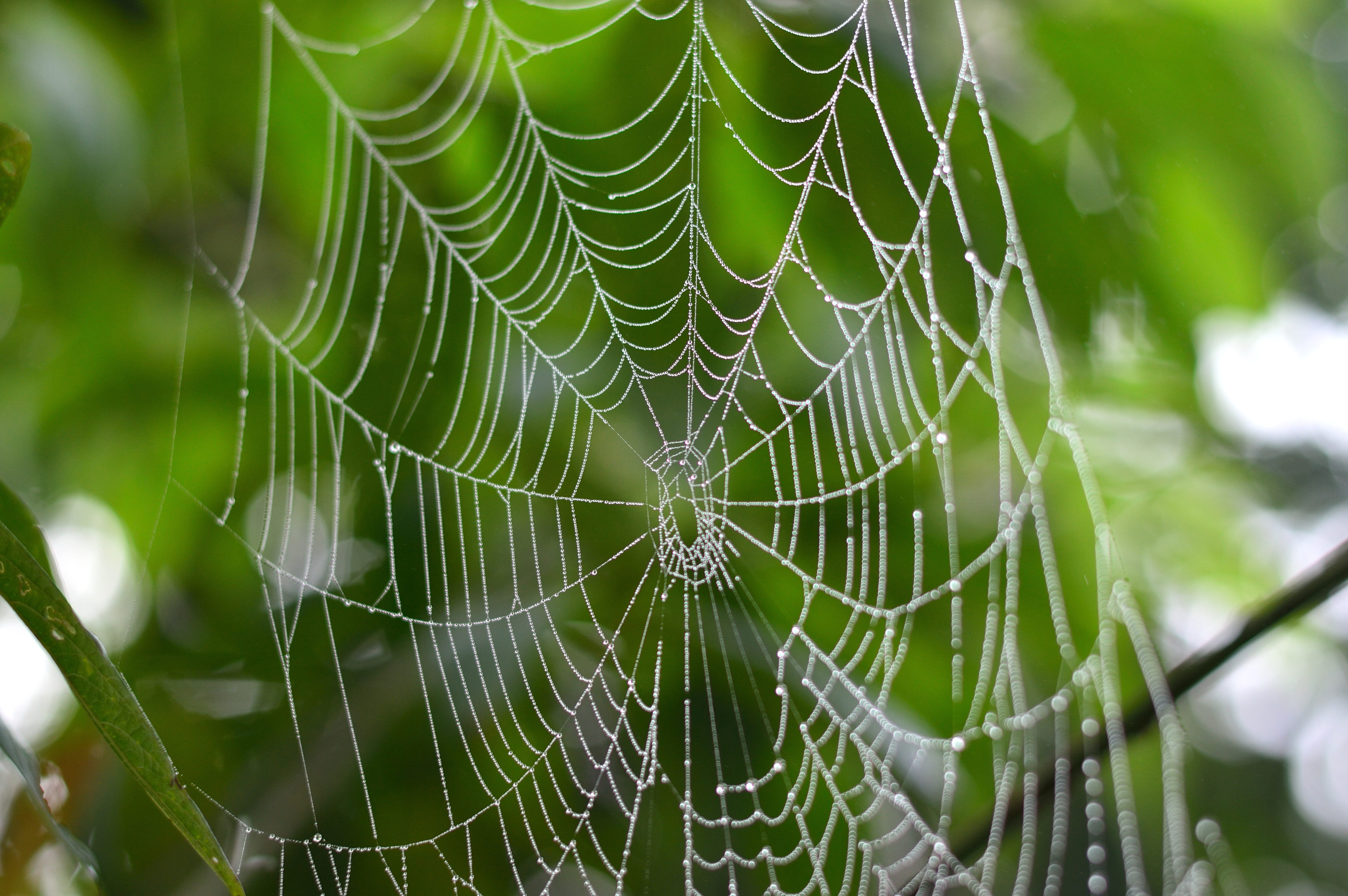 spider, web, nature, rocio, tropical, leaves, tree, forest