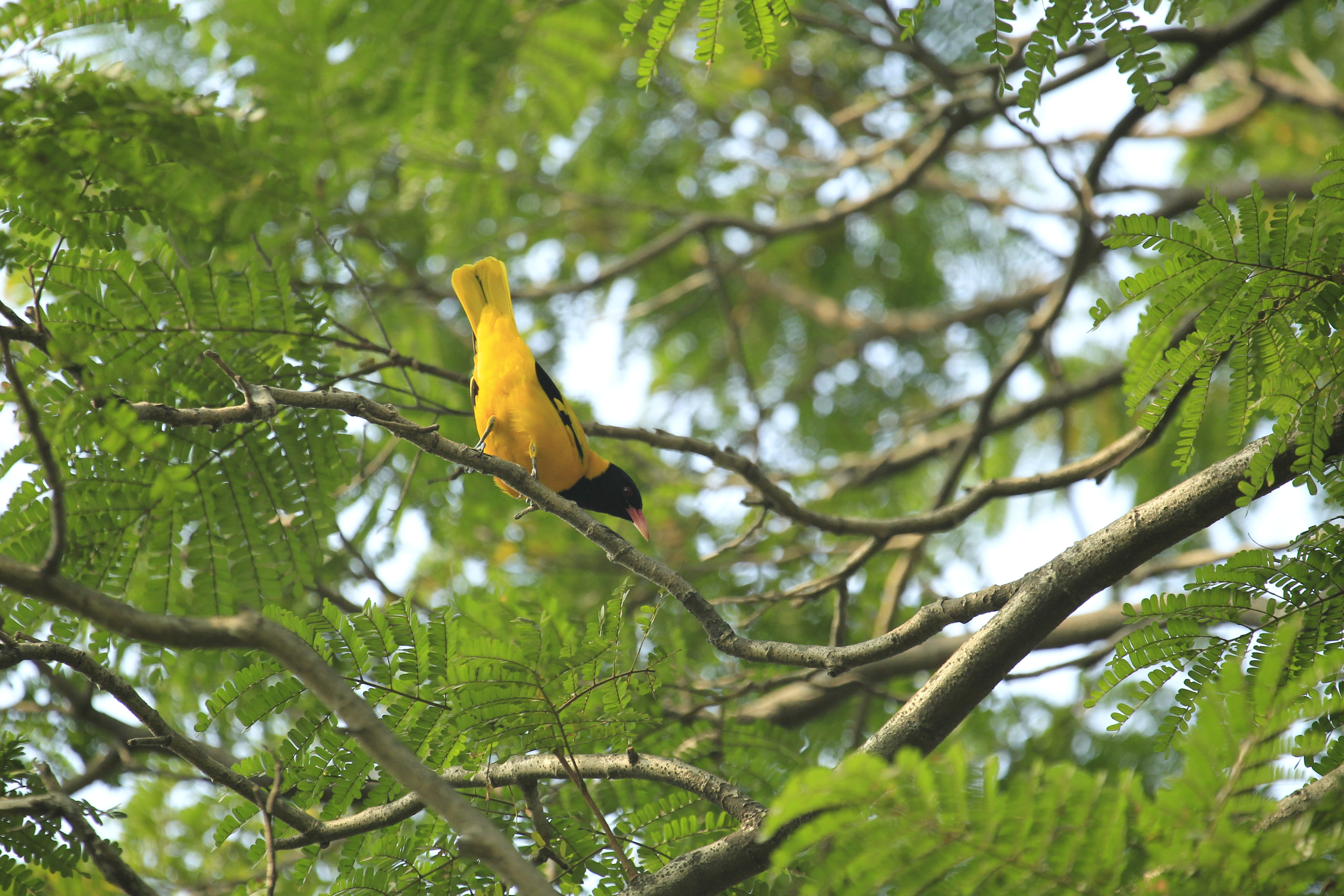 bangladesh, yellow, bird, nature, animal wildlife, animals in the wild