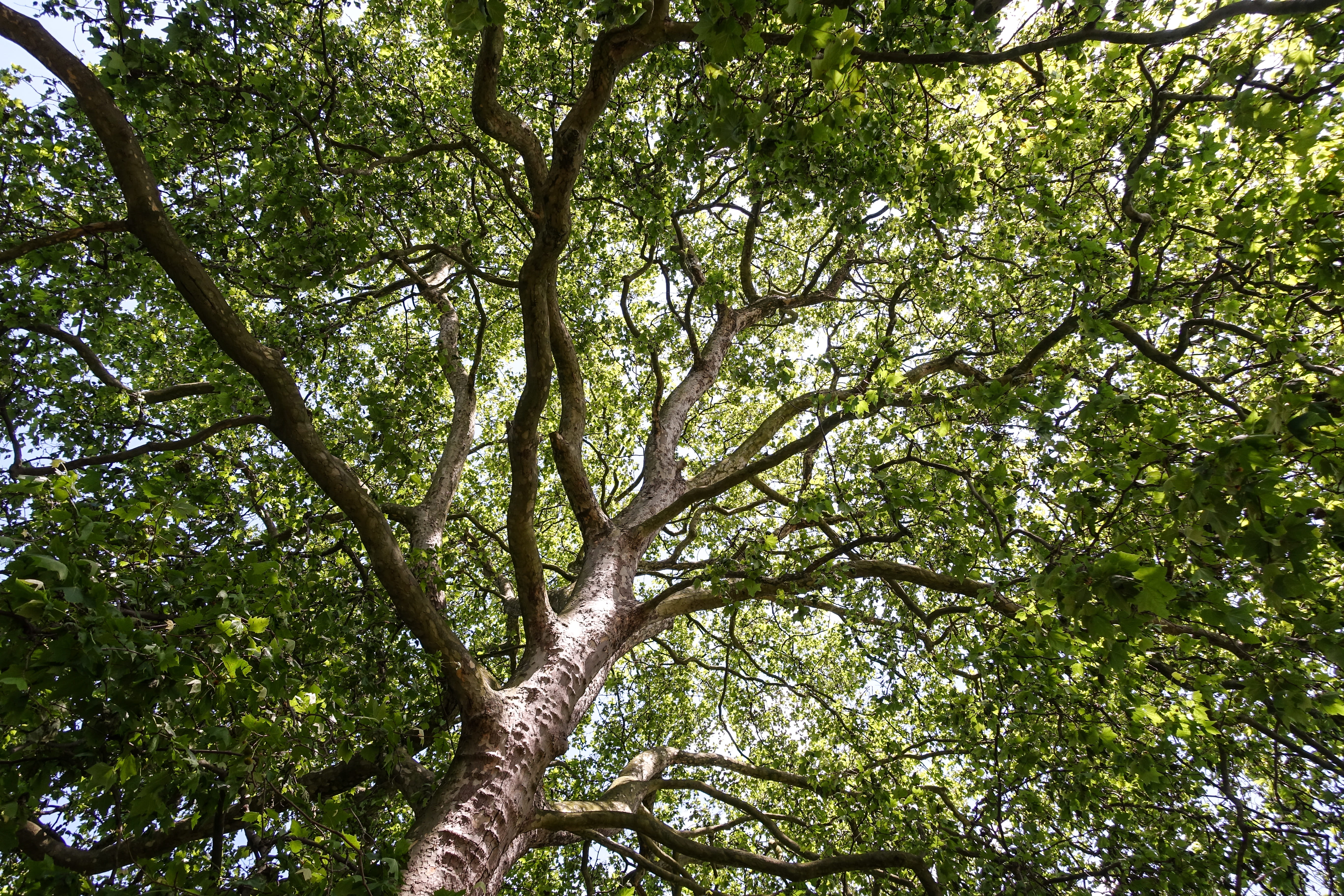 tree, green, spring, summer, sunny, plant, low angle view, branch