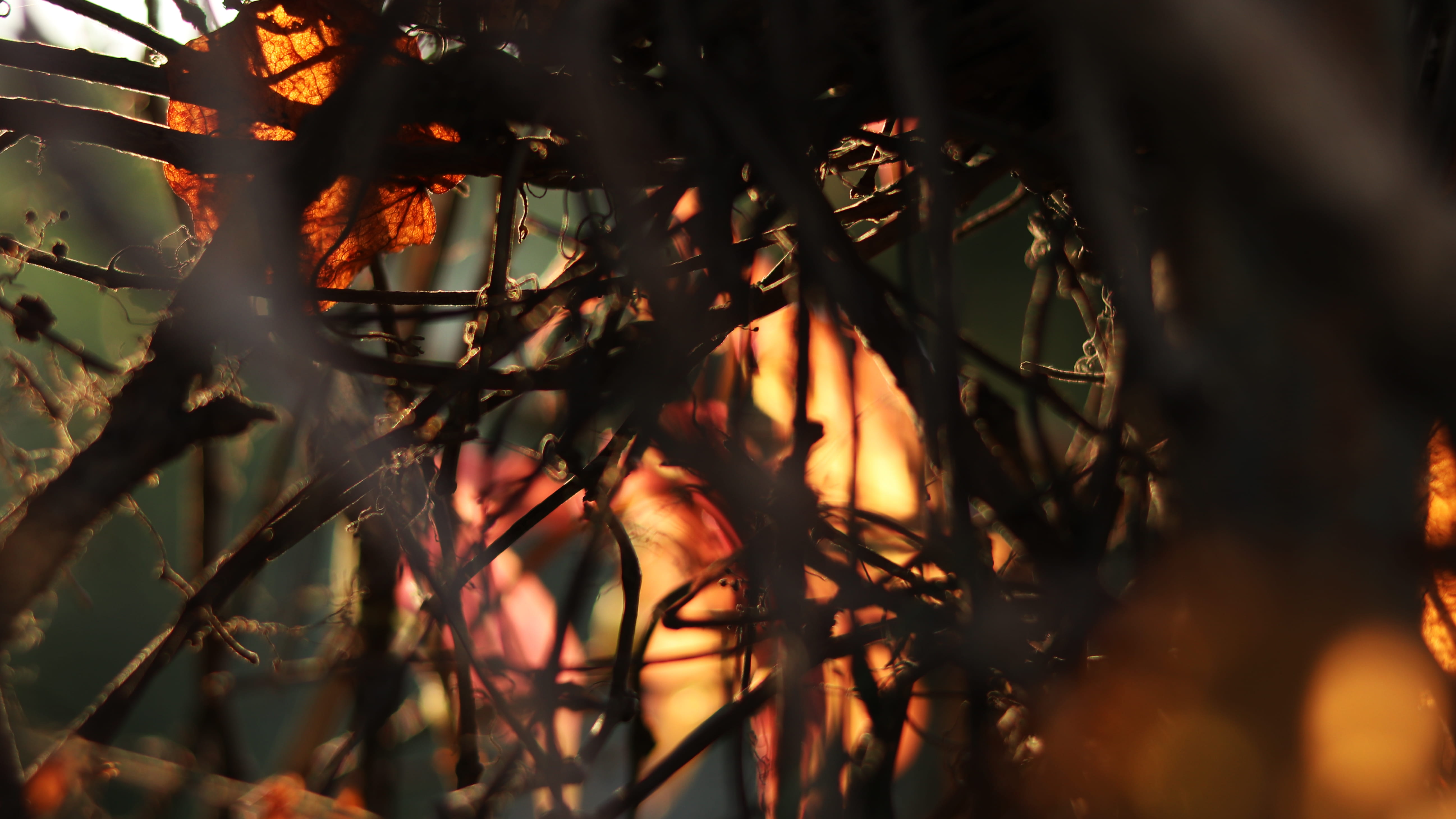 fire, flame, tree, plant, leaf, flare, light, bonfire, forest fire