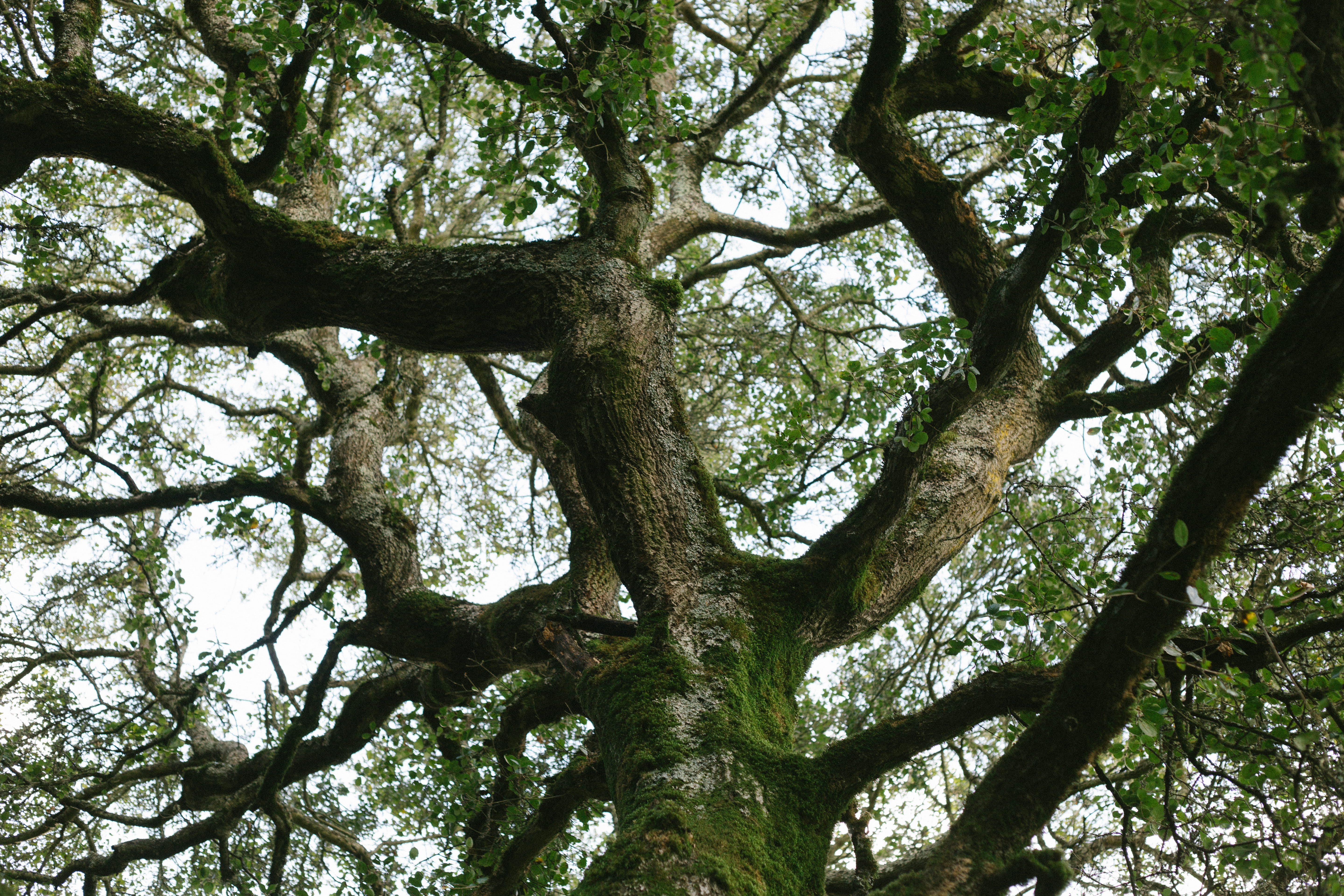 tree, trees, branches, complex, nature, forest, wood, natural