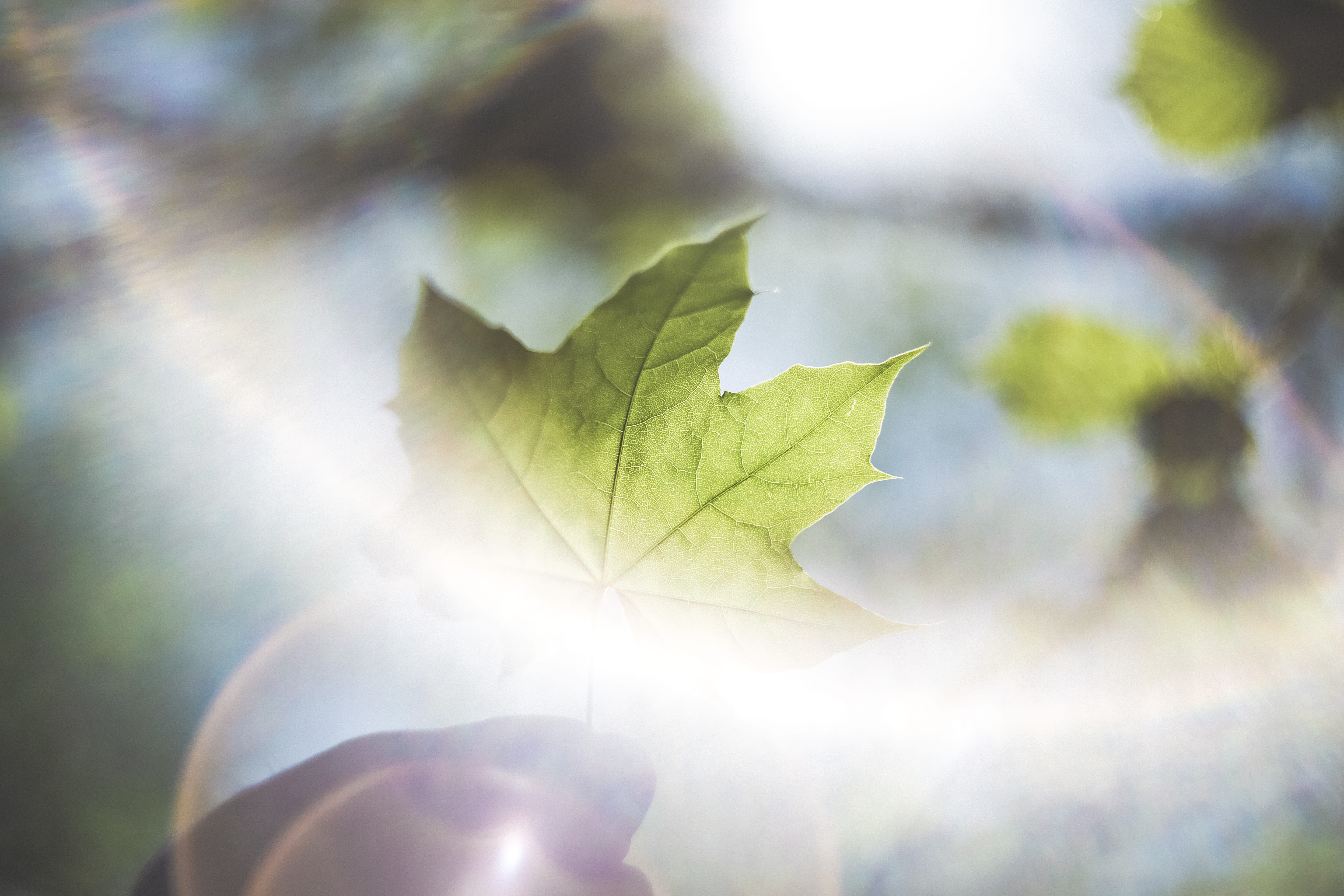 plant, leaf, tree, maple leaf, spring, green, summer, outdoors