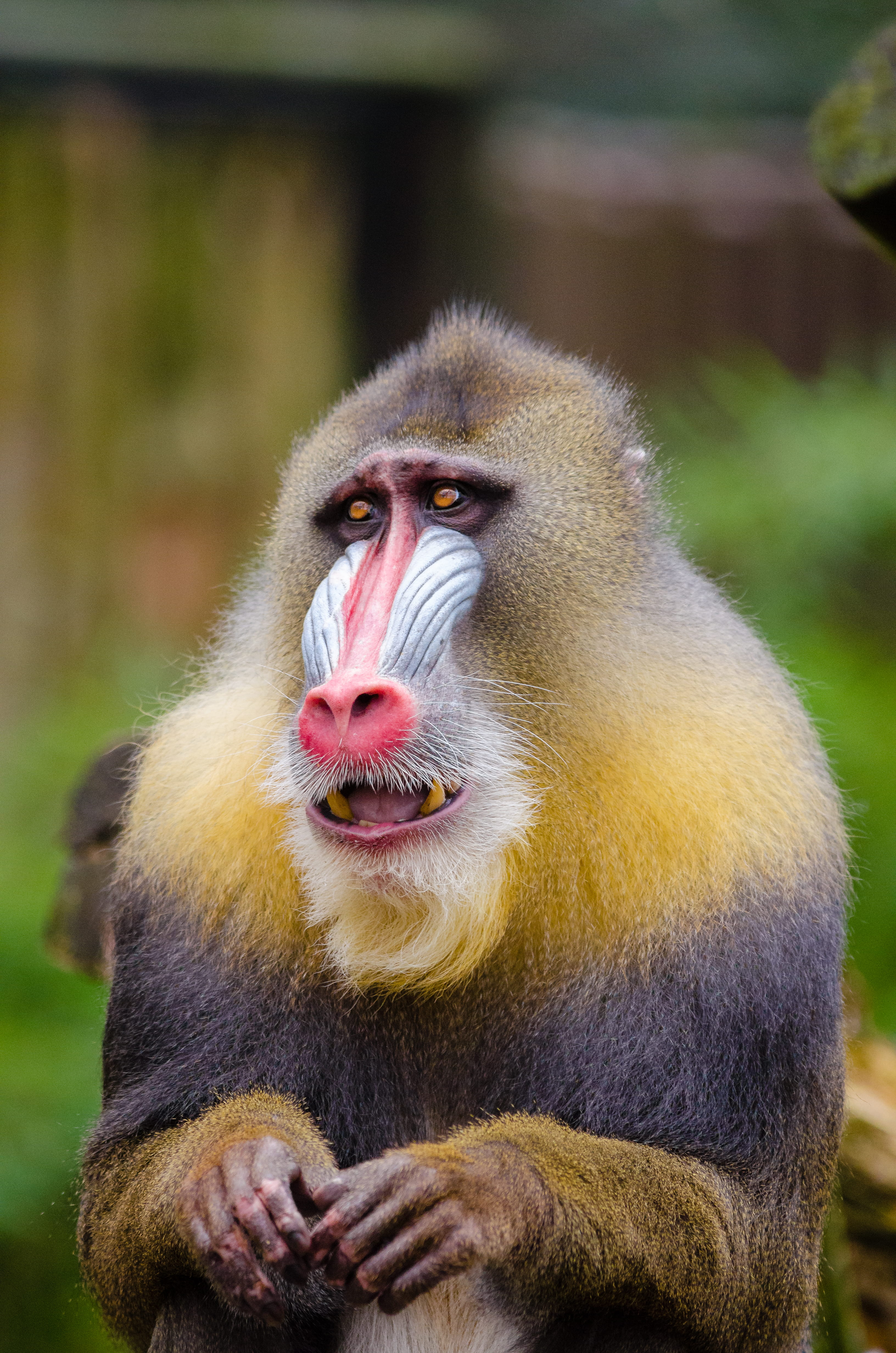 Yellow and Black Baboon, animal, close-up, cute, mandrill, monkey