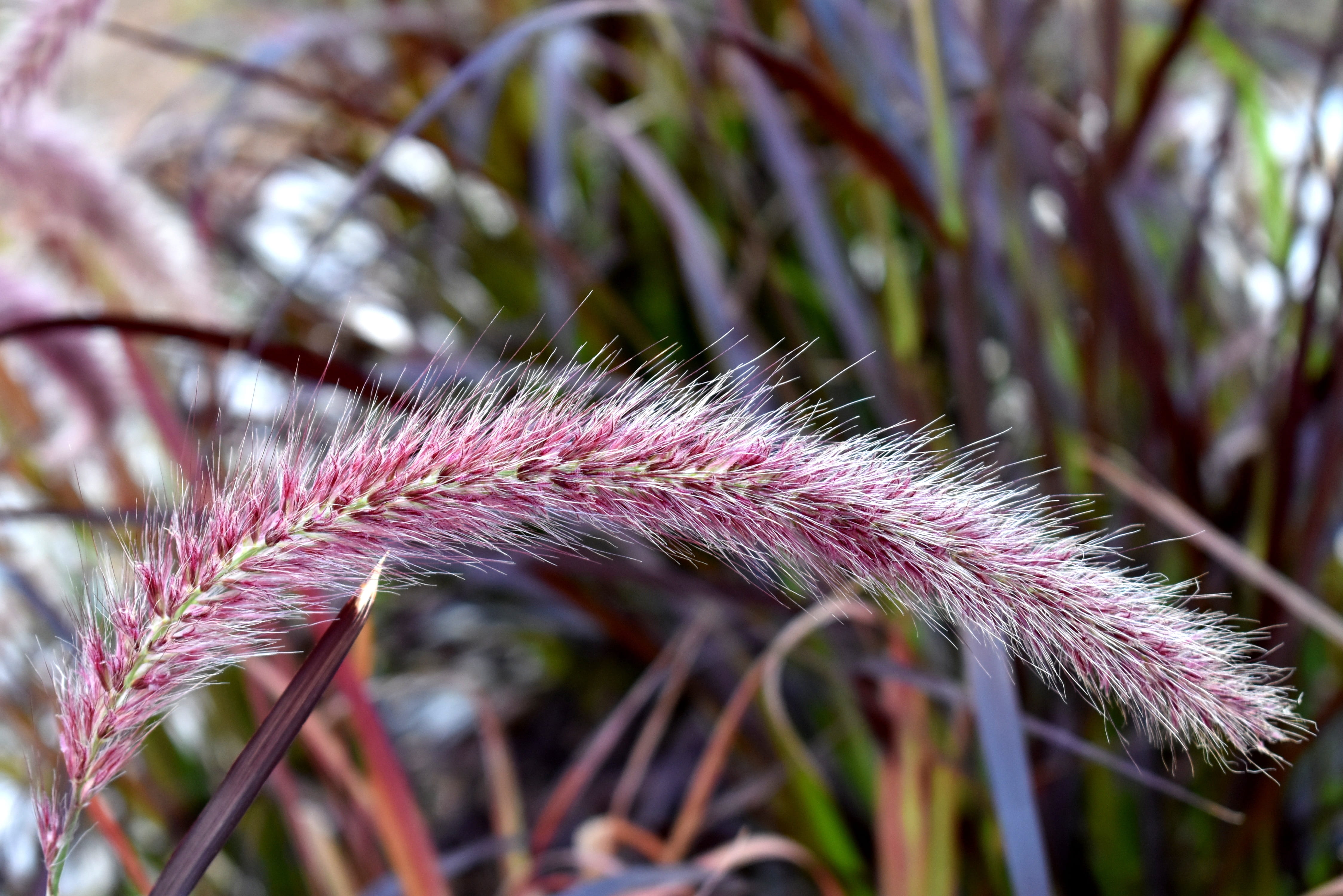 grass, purple fountain grass, plant, garden, pennisetum setaceum rubrum