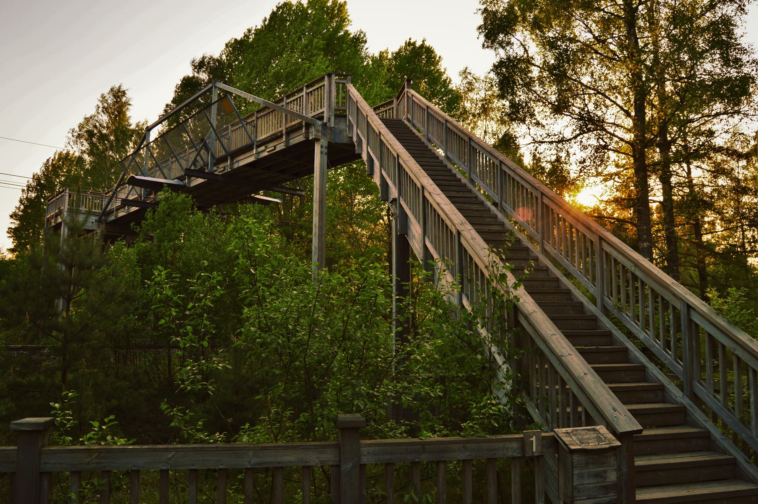 sweden, trees, forest, sunset, stairs, plant, built structure
