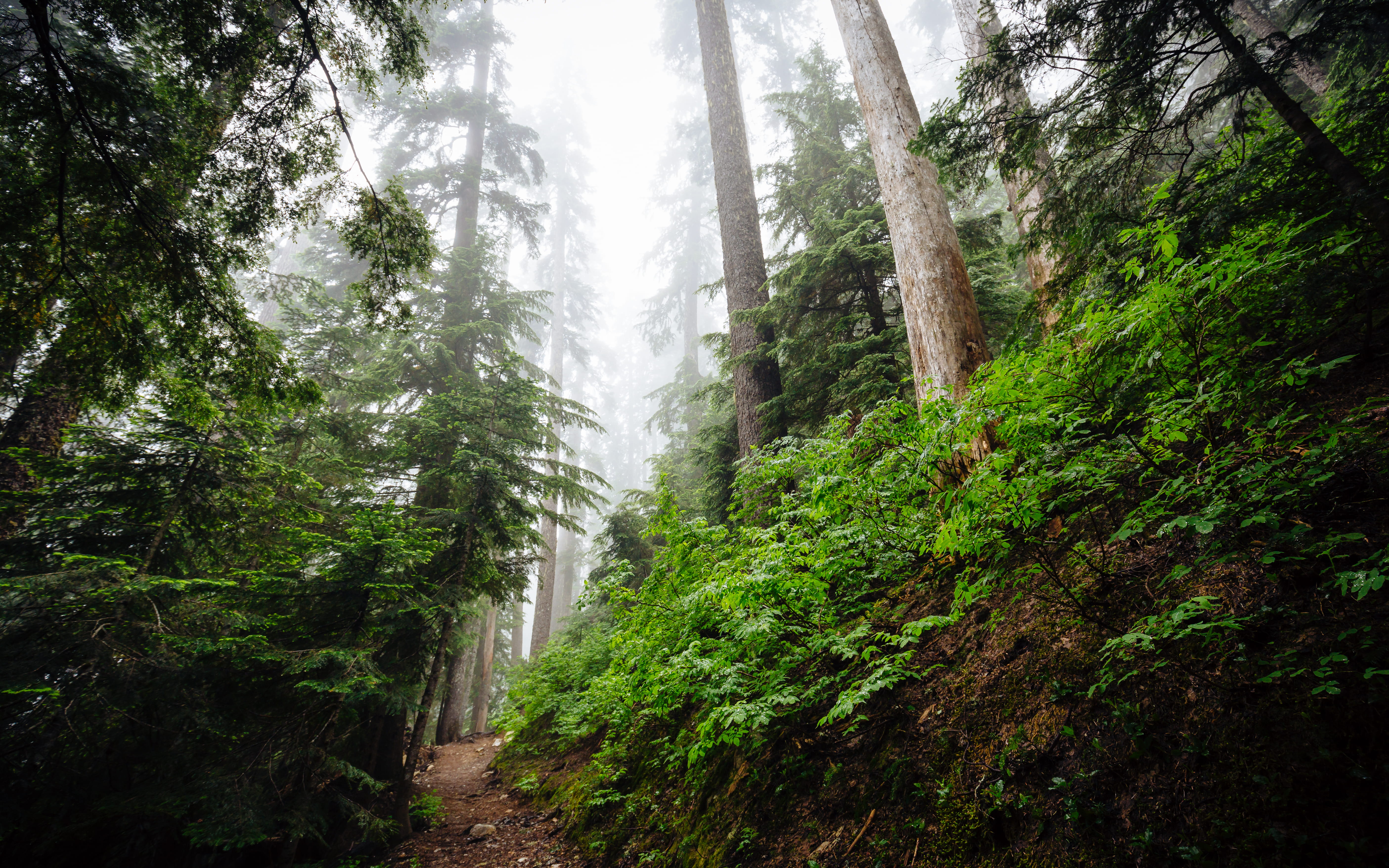 forest with trees and pathway, hiking, outdoor, hike, washington state