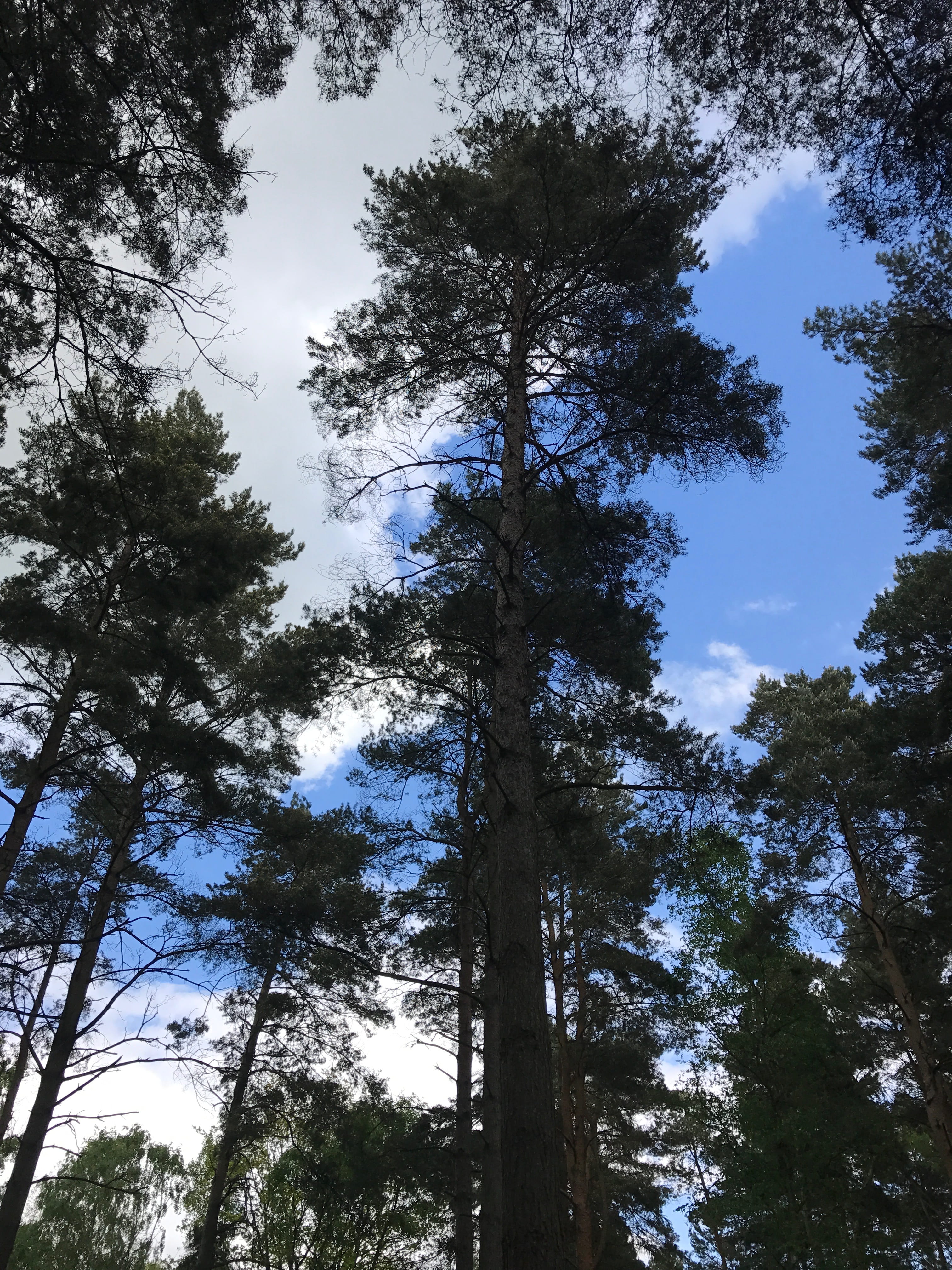 trees, forest, looking up, sky, clouds, plant, low angle view