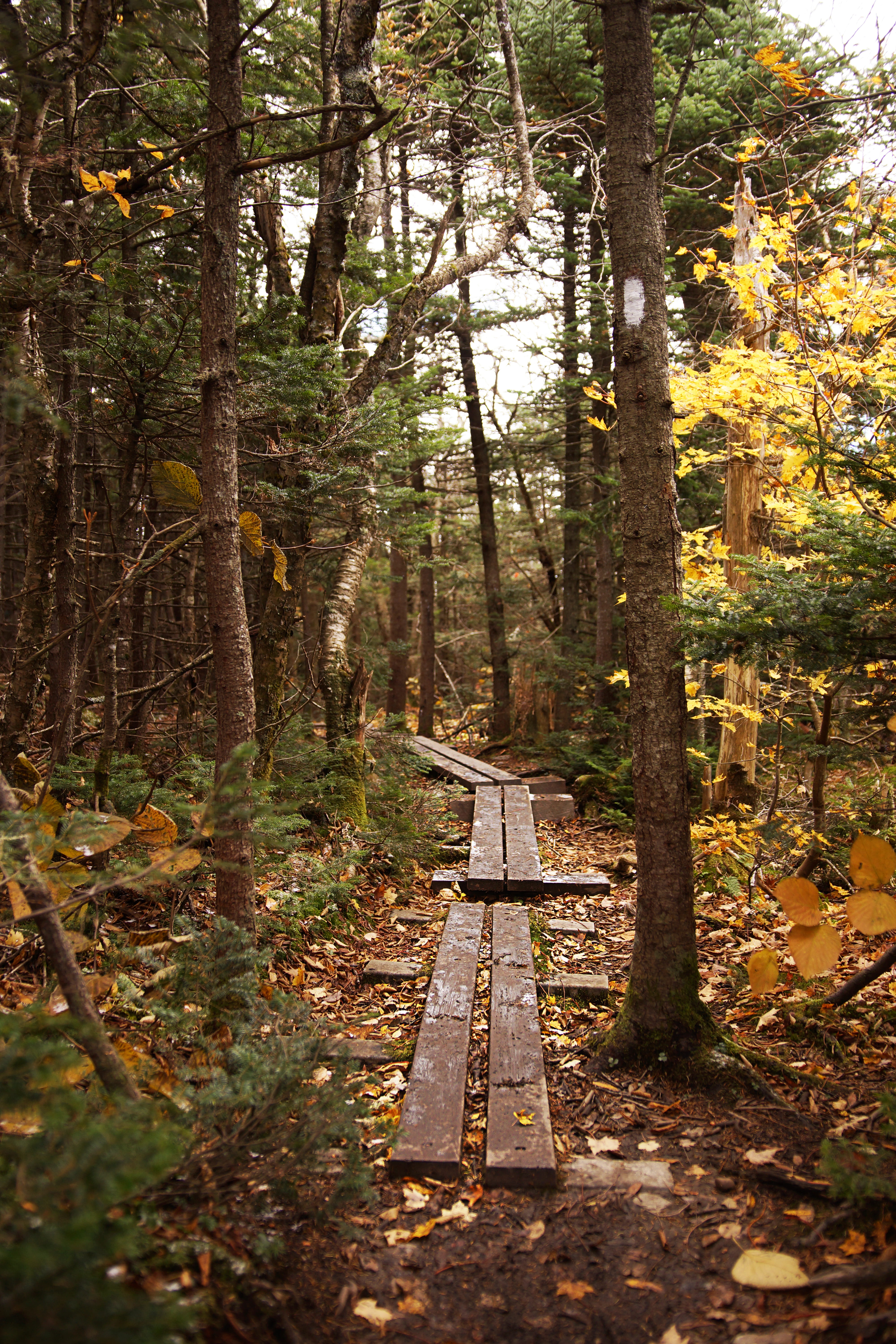trees, forest, path, wood, plant, nature, tree trunk, land