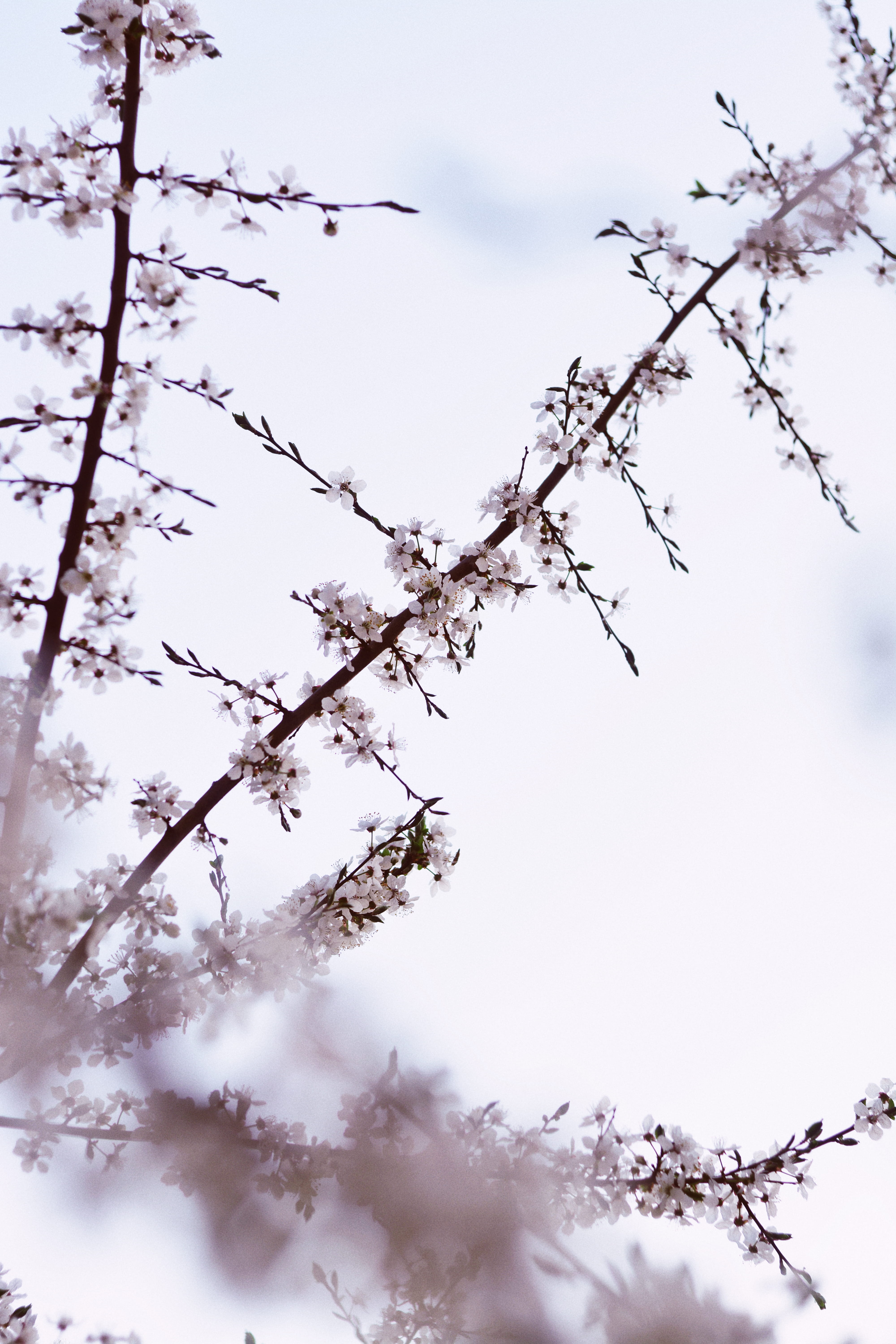 sun, sunlight, cherry, cherry tree, cherry blossom tree, cherry flowers