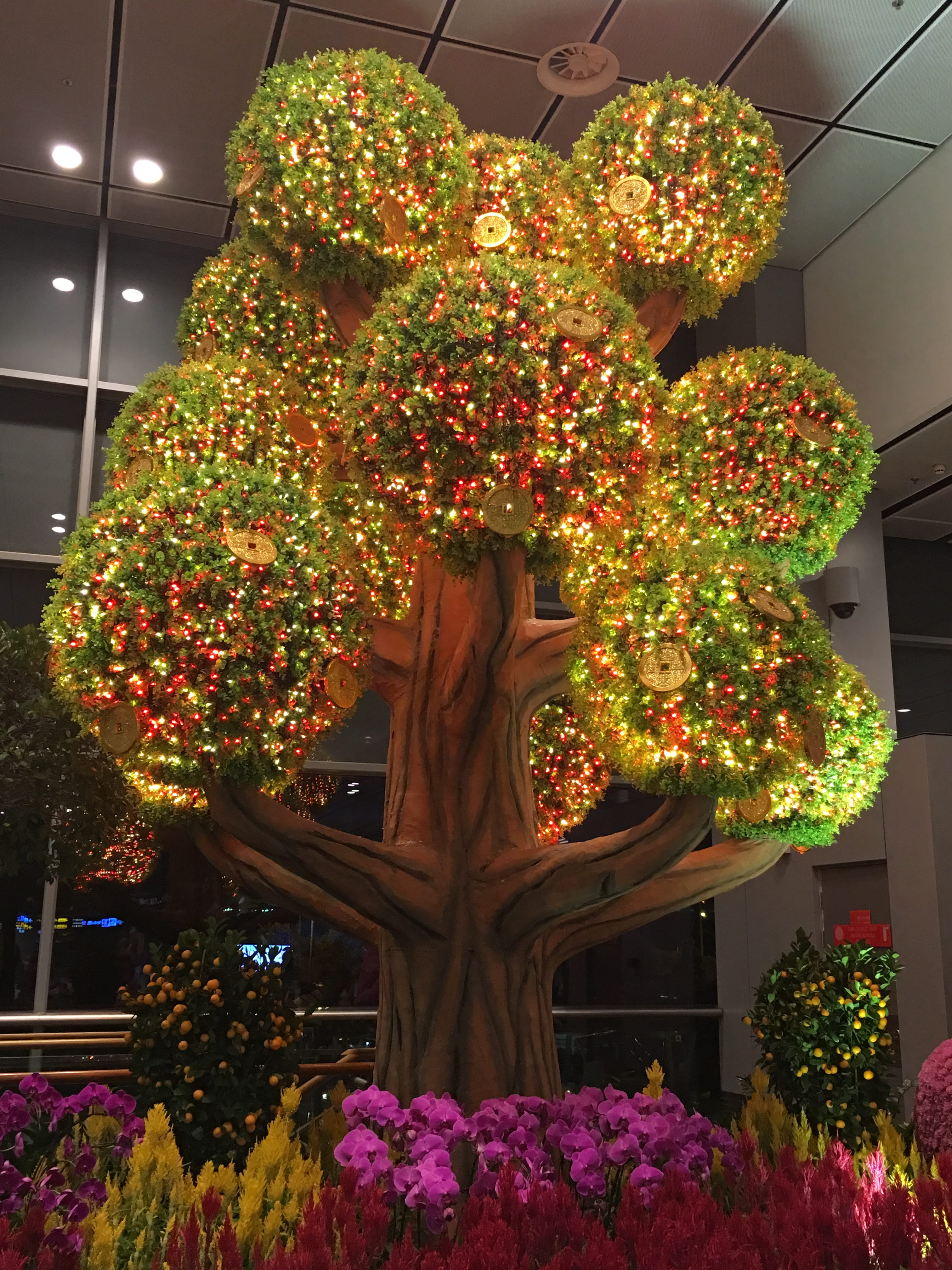 singapore, tpe, money tree, new year, chinese lucky tree, flower
