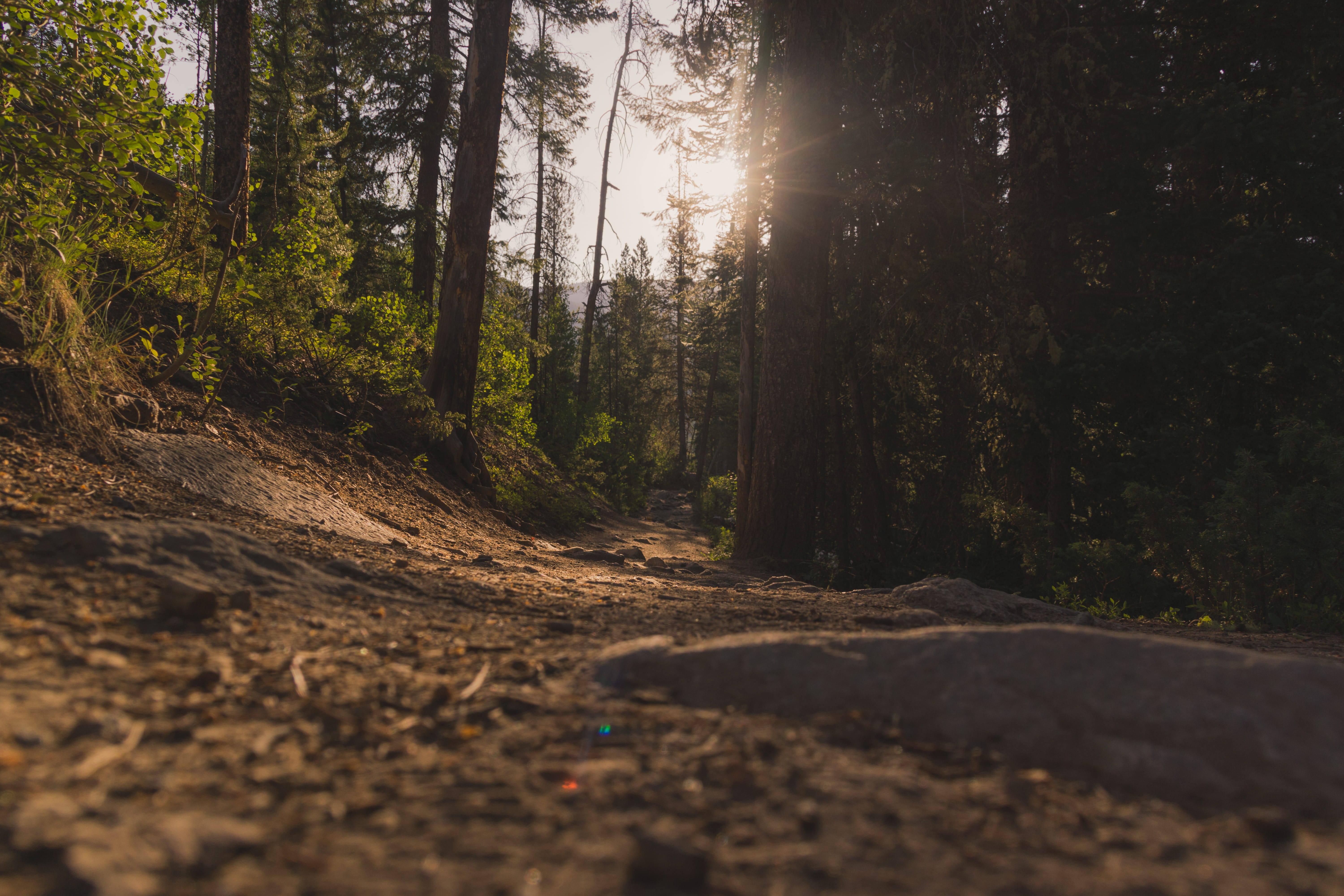 forest under sun rays, tree, plant, land, tranquility, nature