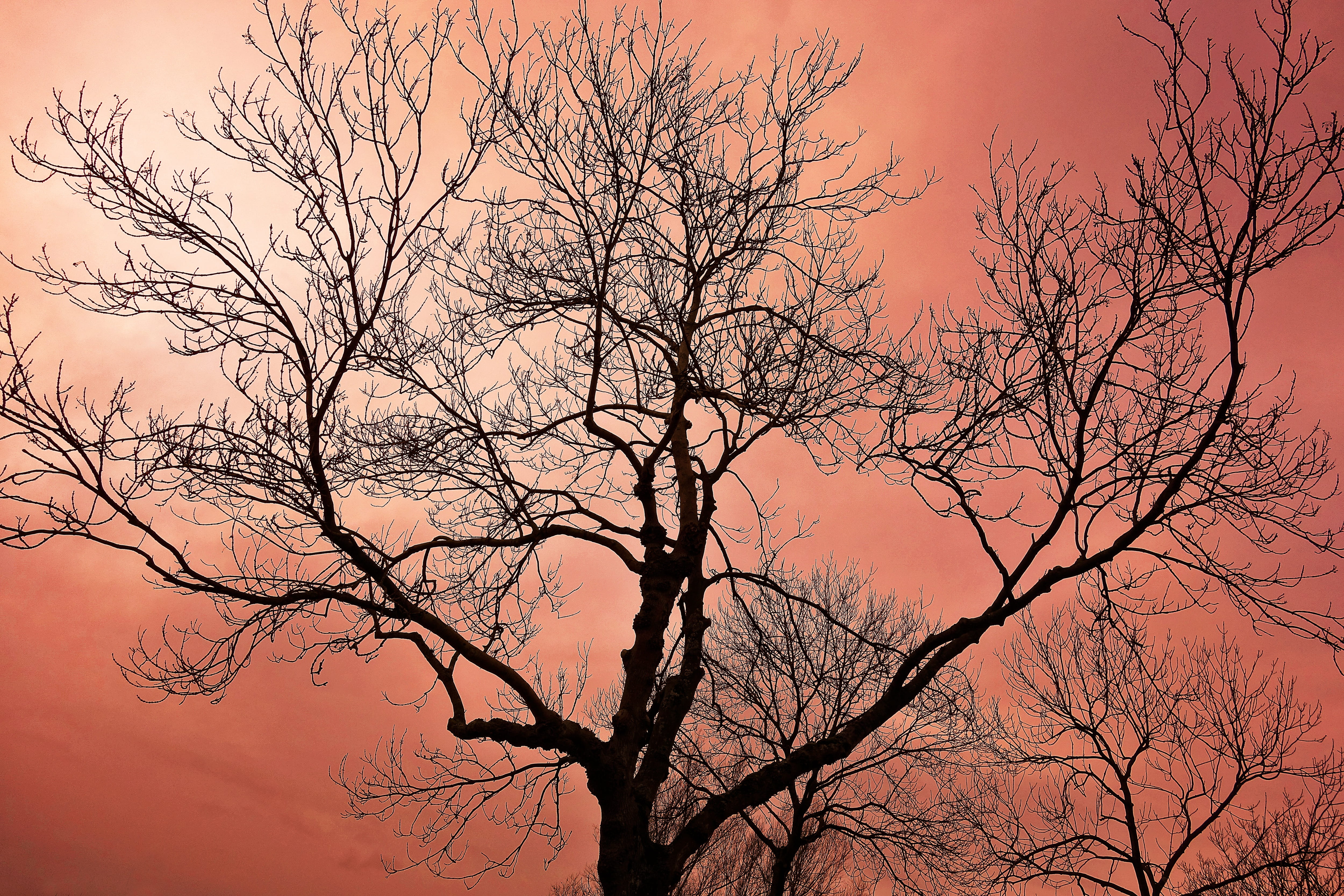 tree, tree top, bare tree, bare branch, winter tree, silhouette