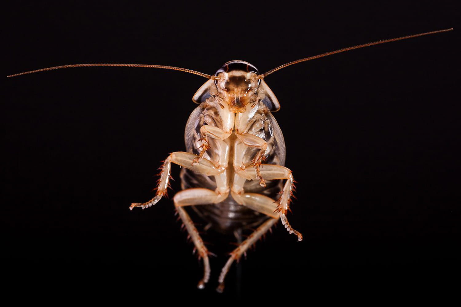 beetle, black, brown, cockroach, directly, below, disgust, exotic