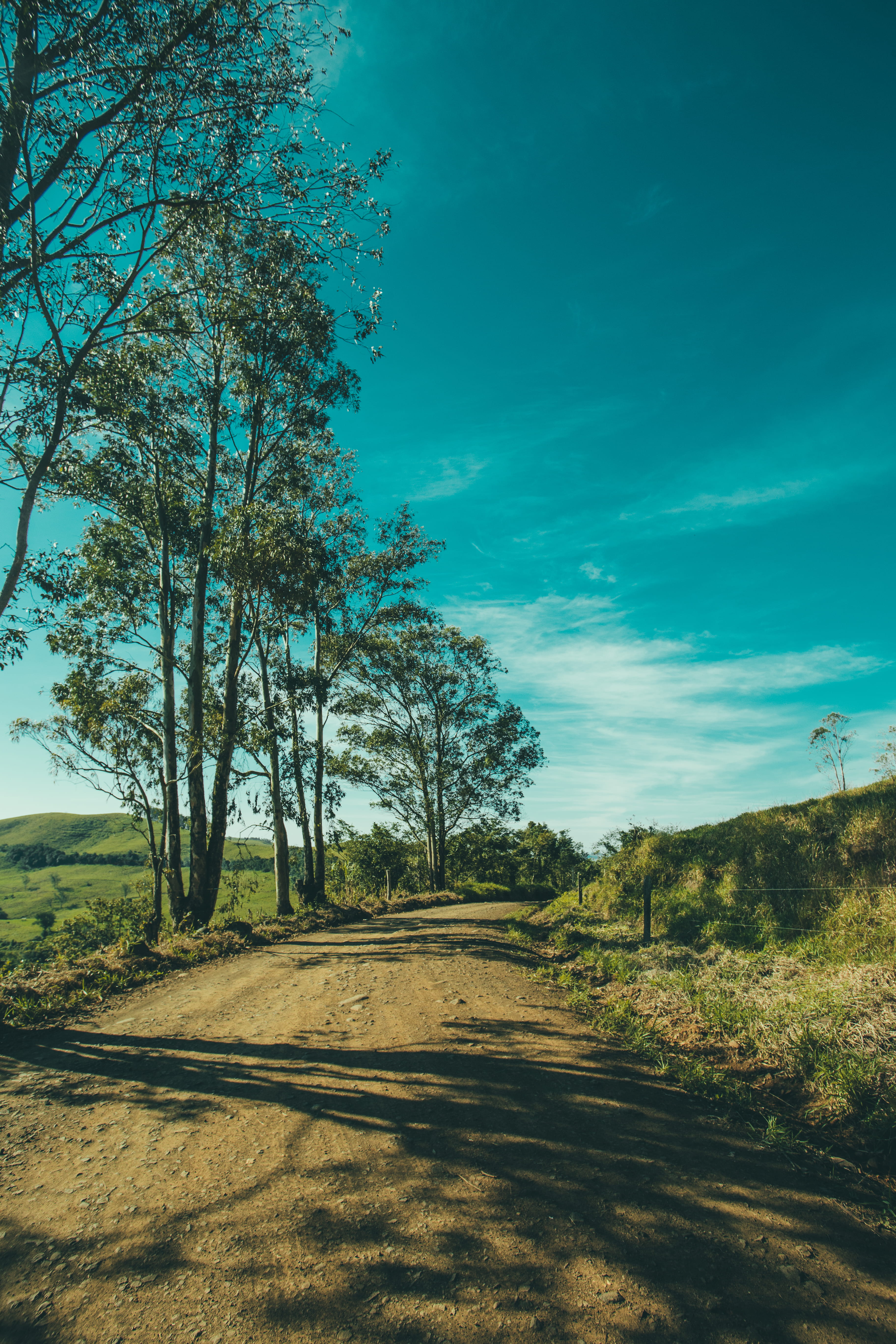 Green Leafed Trees, blue sky, bright, clouds, daylight, environment