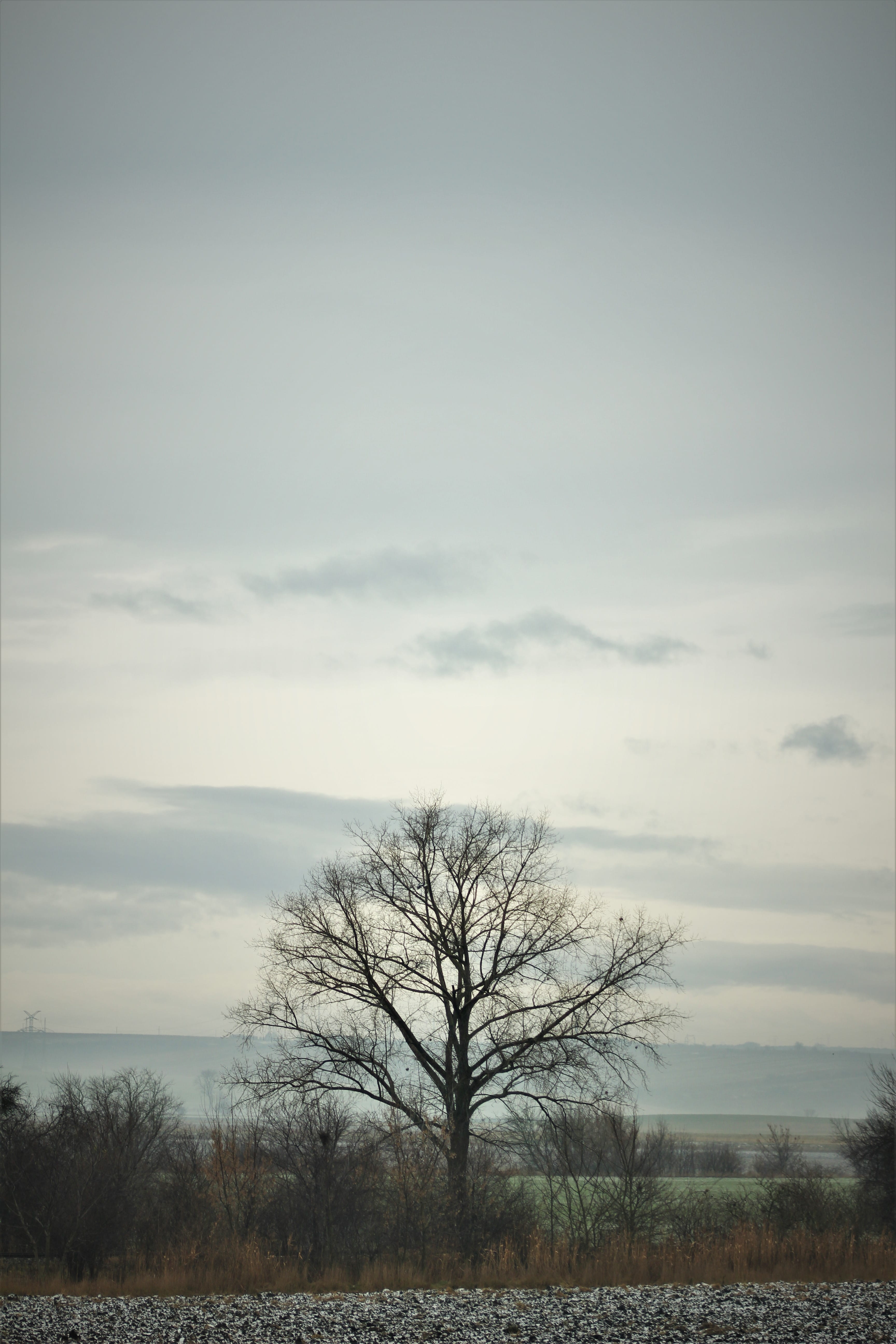 tree, wallpaper, bare tree, sky, cloud - sky, tranquil scene