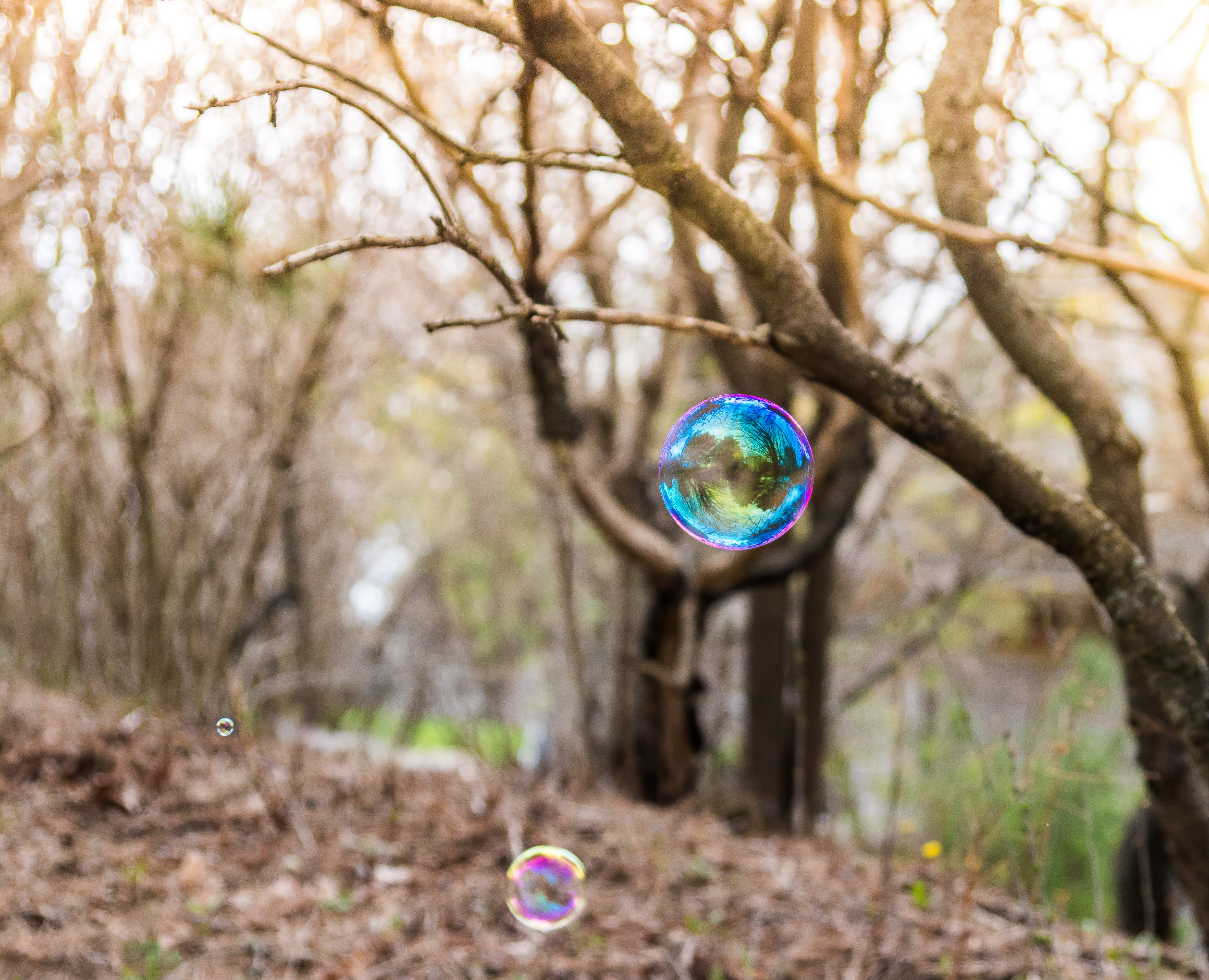 forest, trees, bubbles, soap bubble, colour, reflection, floating