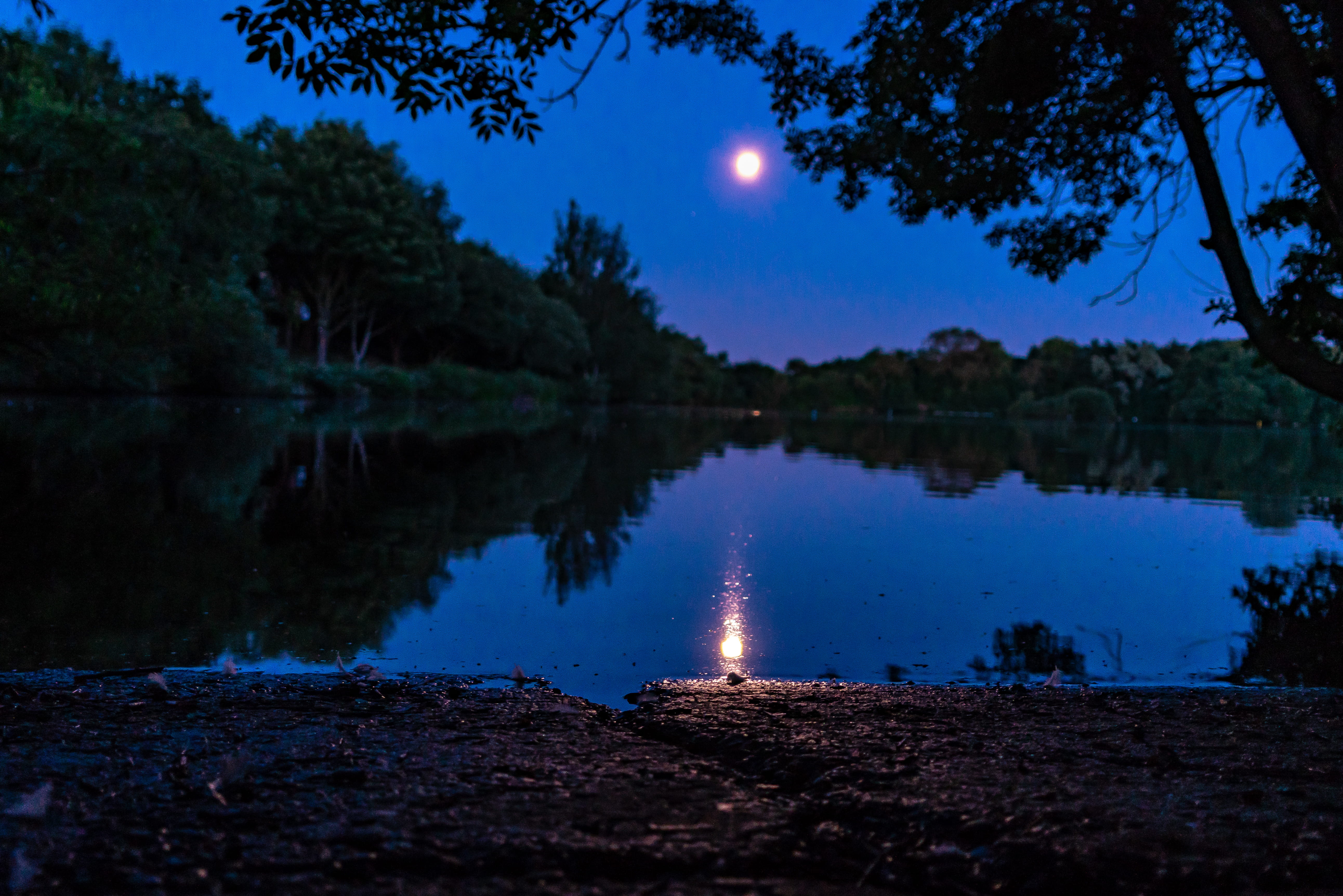 moon, lake, reflection, night, trees, light, water, sky, tranquility
