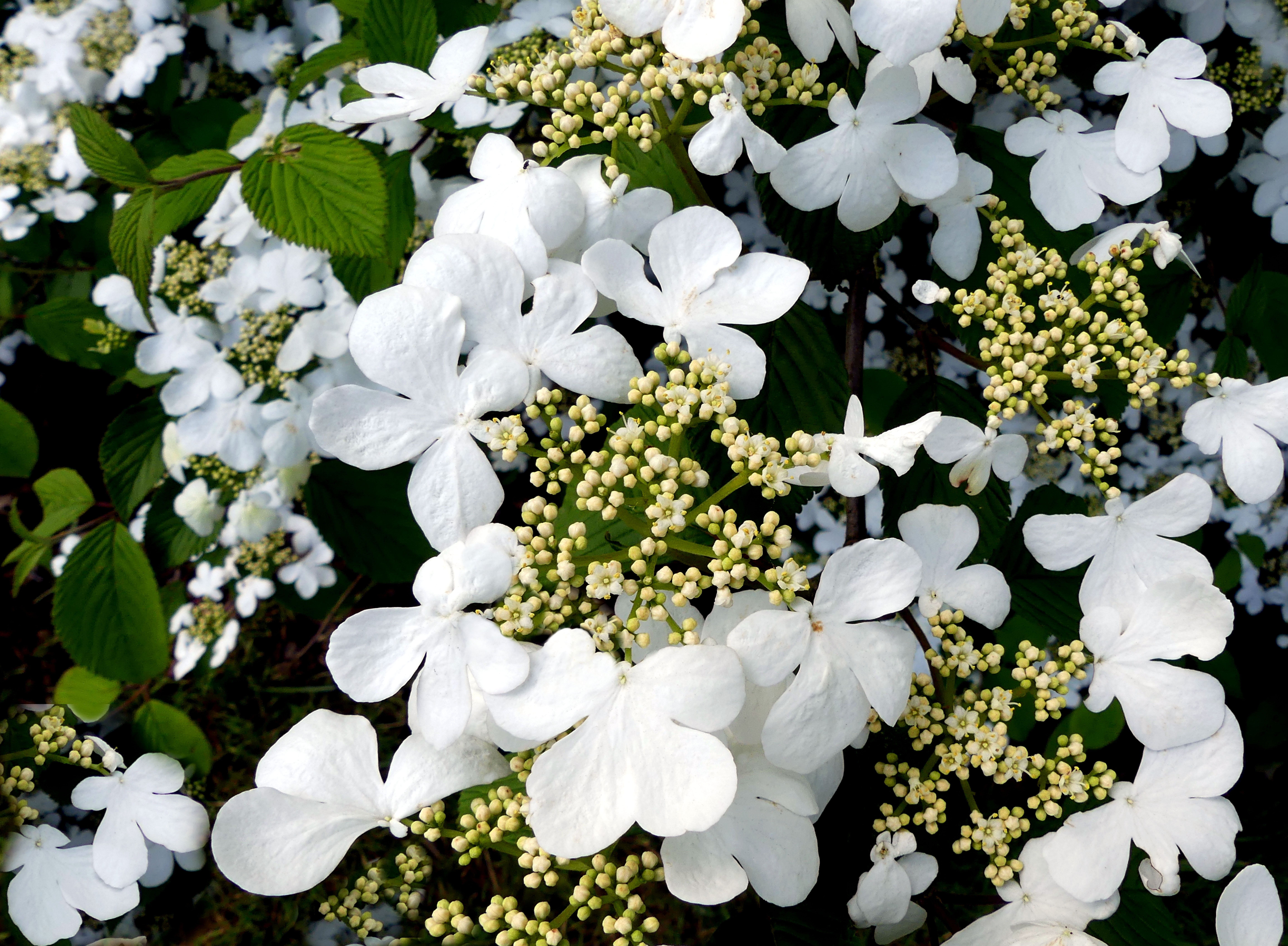 hydrangea, white, white flowers, hydrangea flower, ornamental shrub