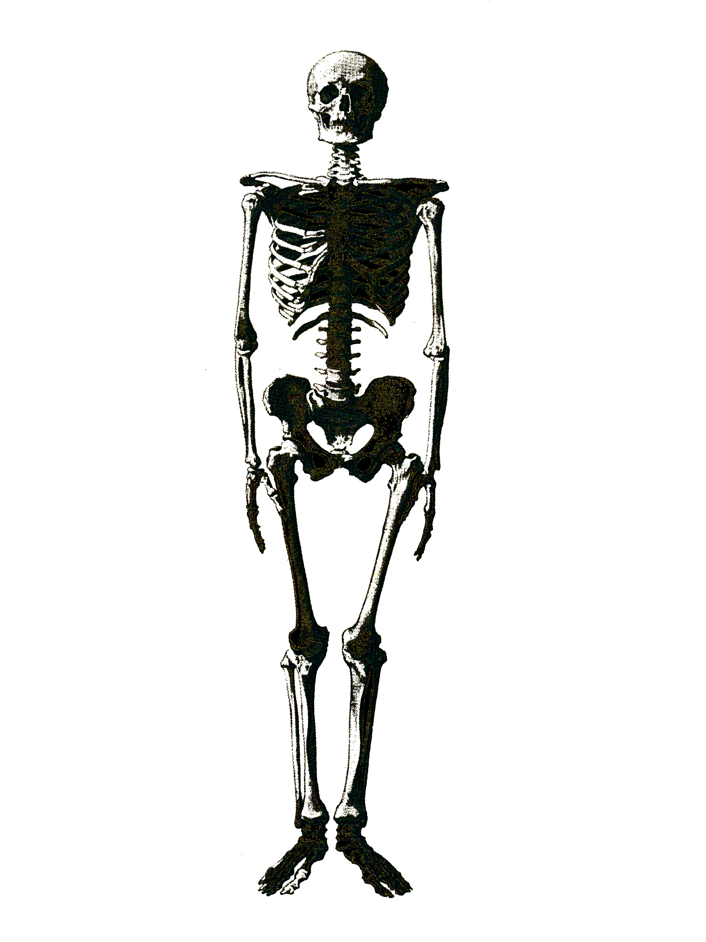 human, skeleton, bones, graphics, studio shot, white background