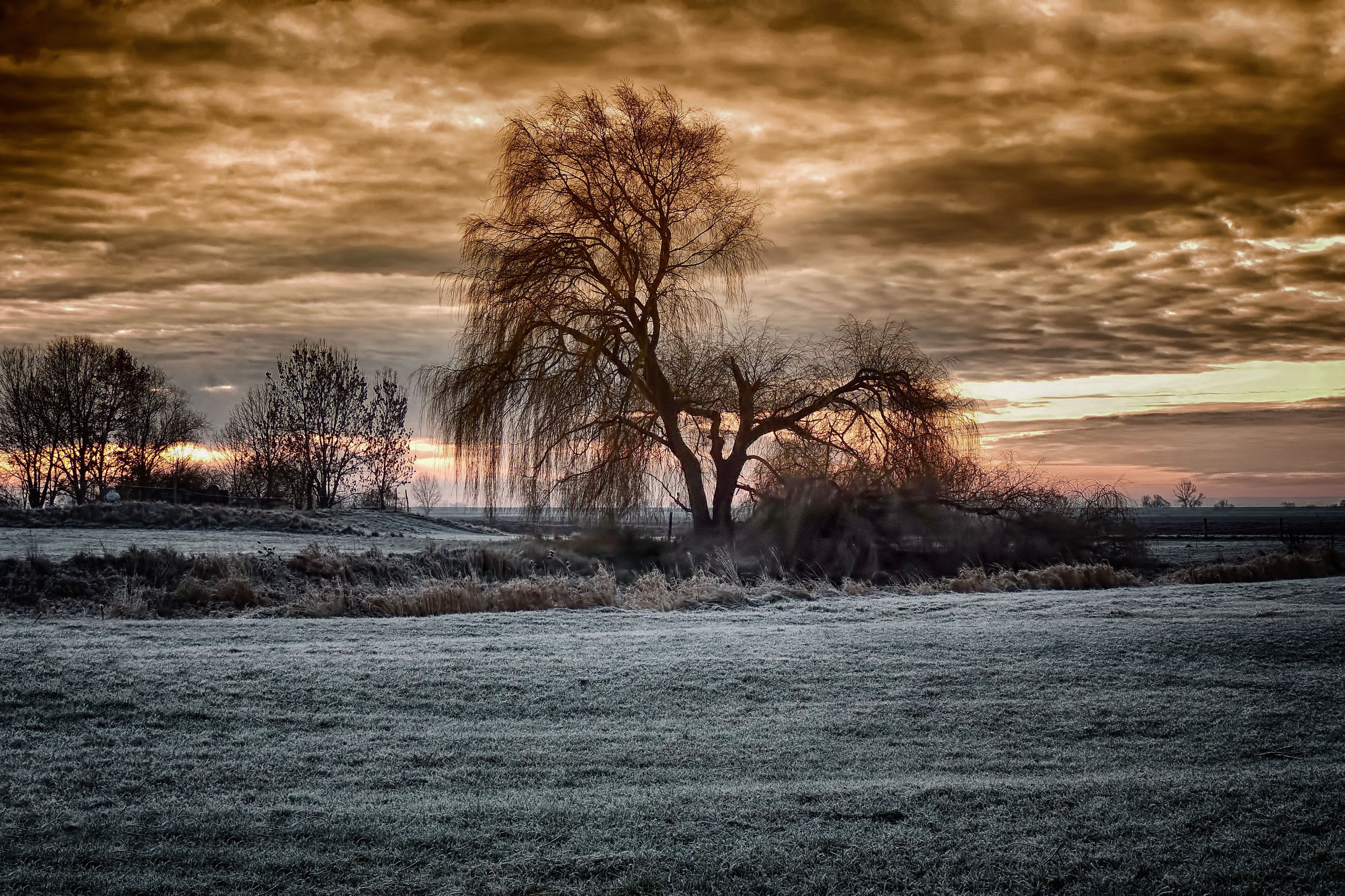 winter sunrise, pasture, weeping willow, tree, cold, frosty