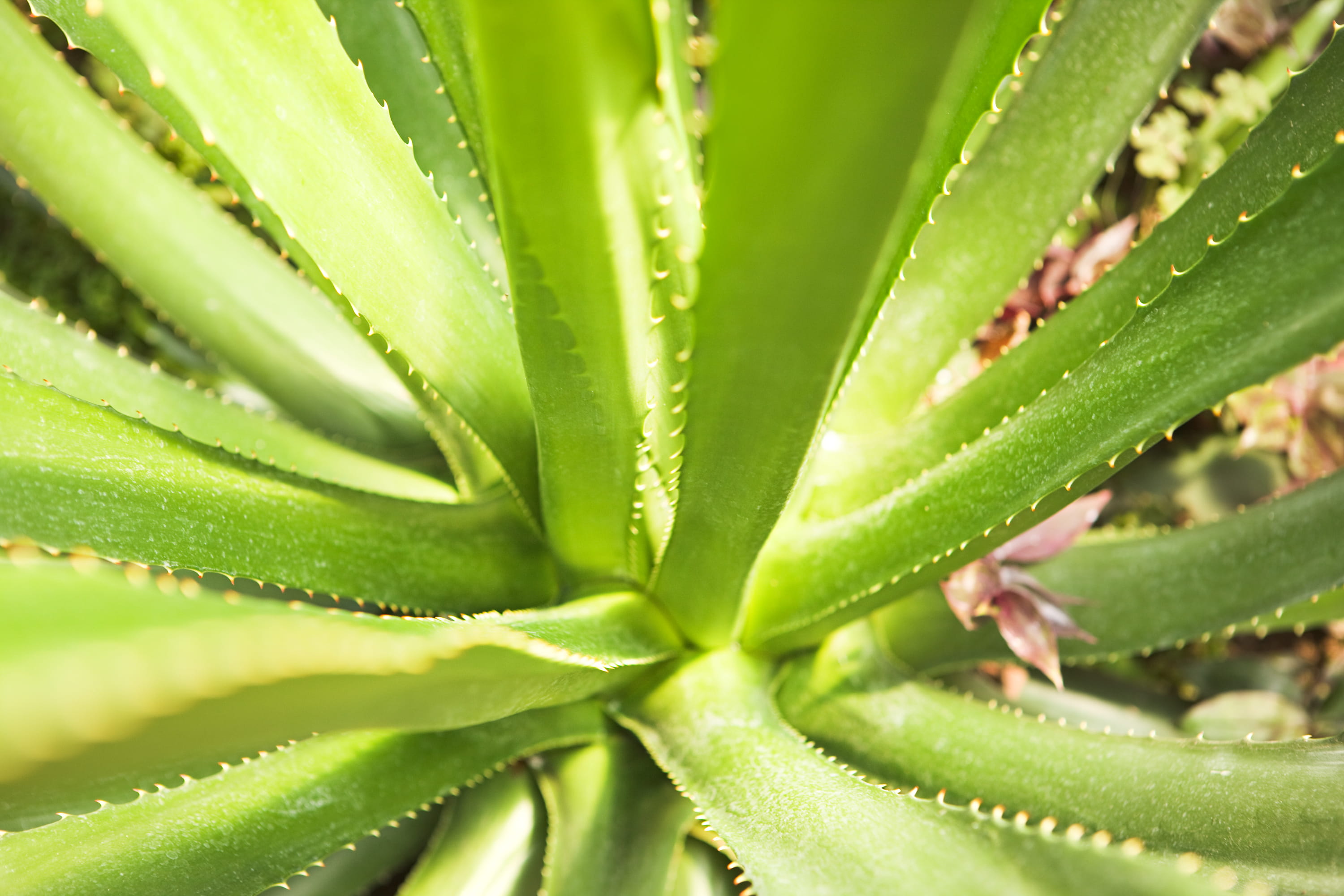 backdrop, background, close-up, closeup, environment, flora