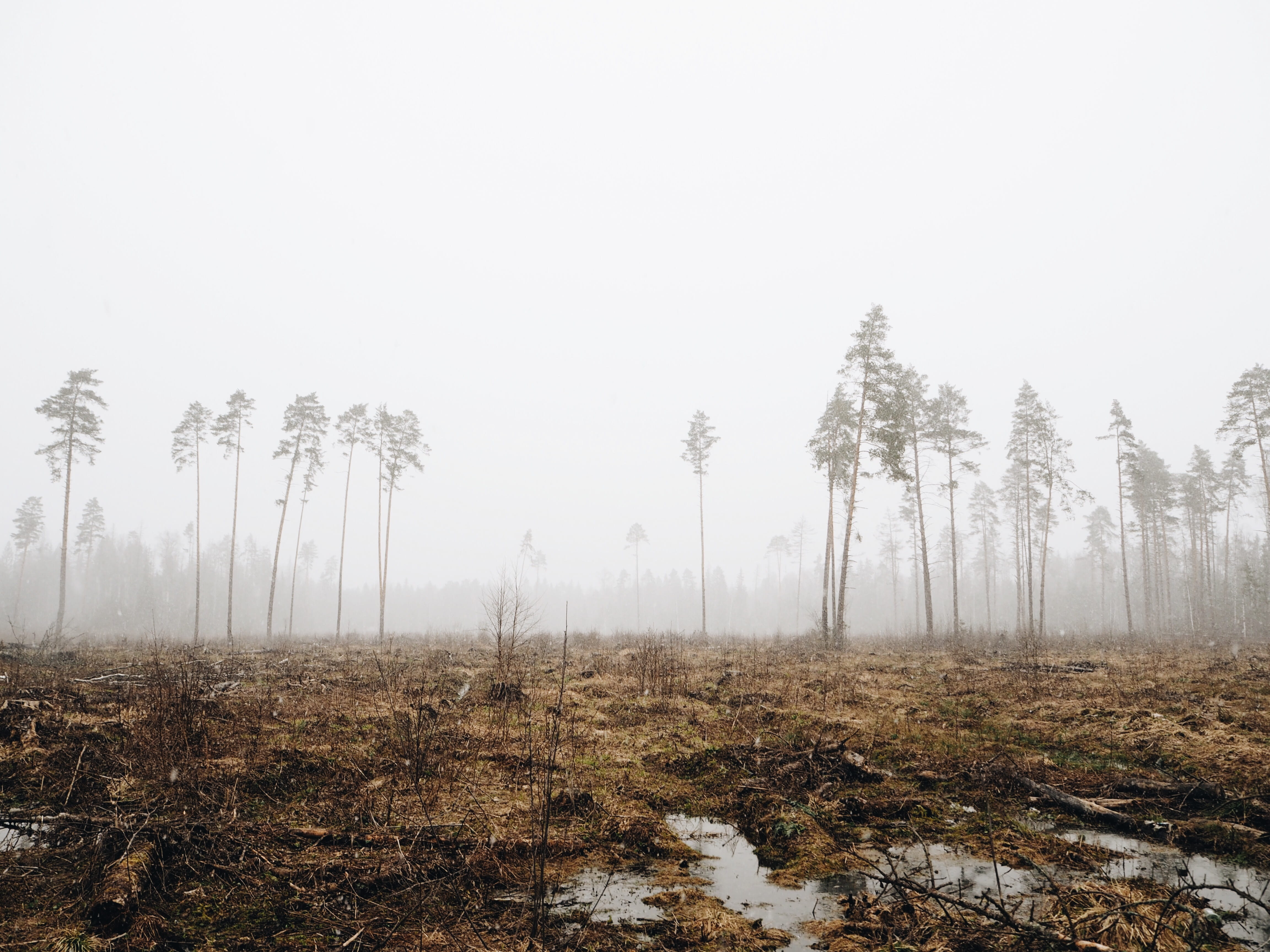 fogs surrounded on forest, tree, plant, tranquility, sky, tranquil scene