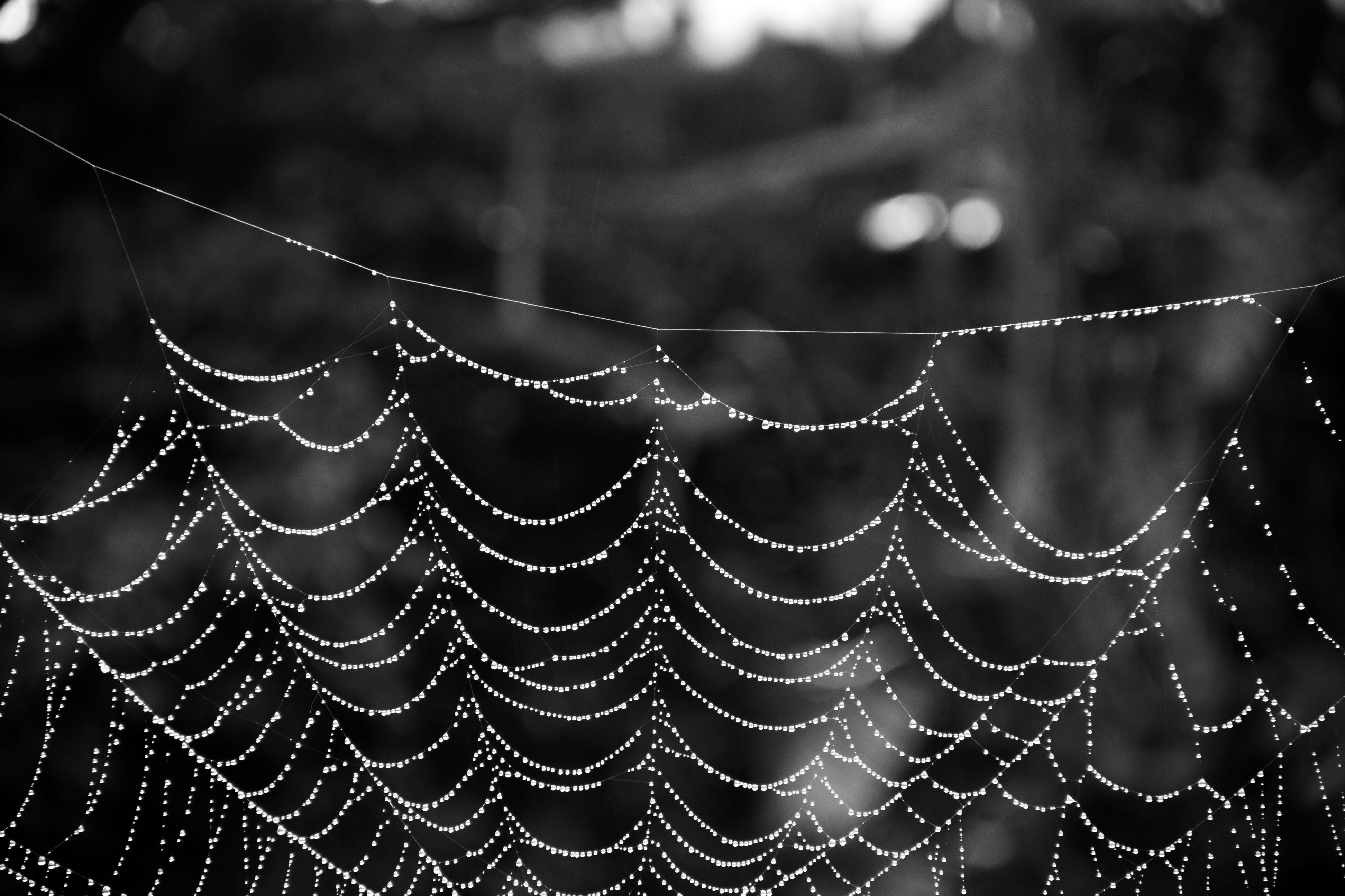 spider, web, spiderweb, blackandwhite, spider web, focus on foreground